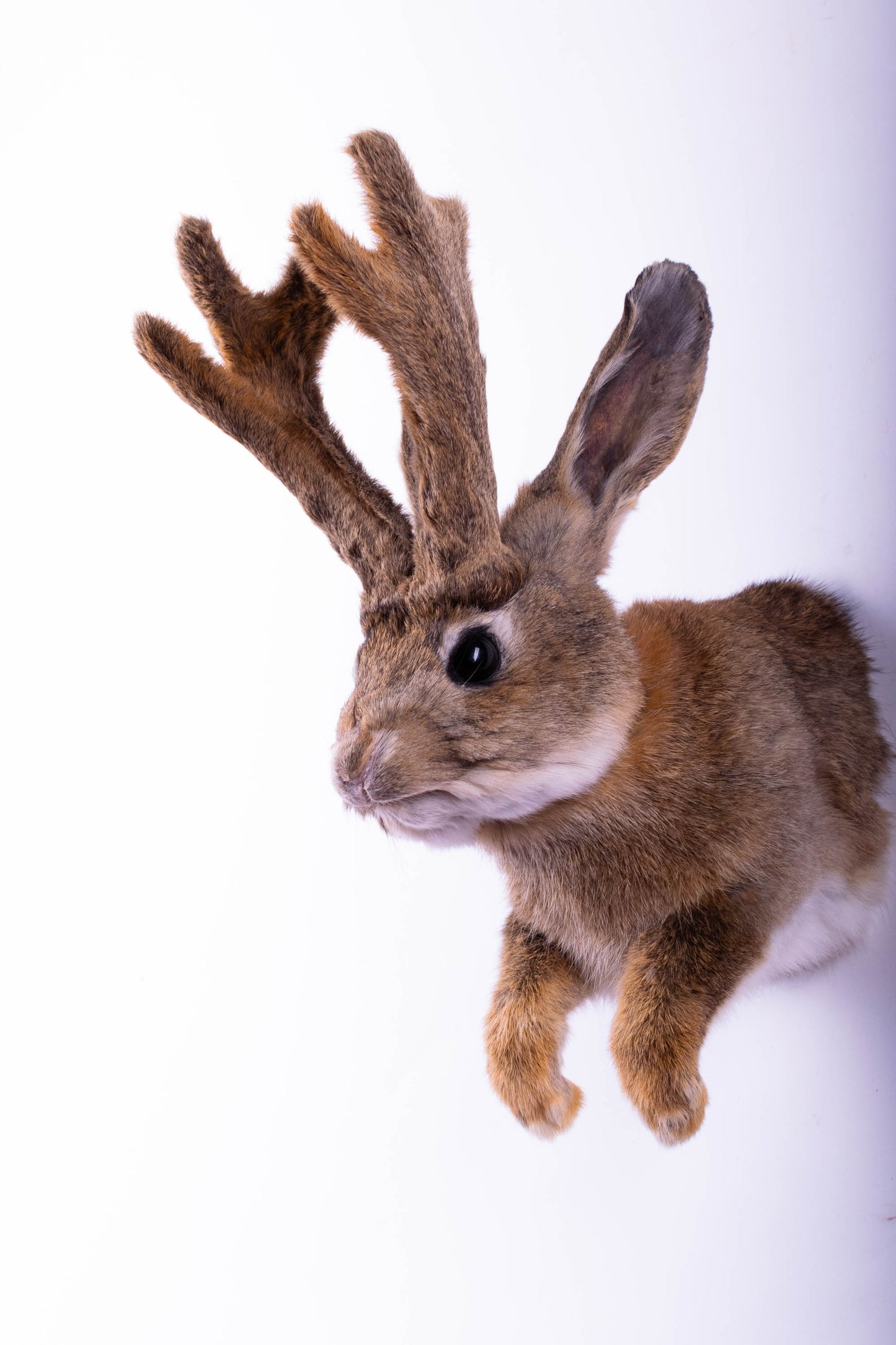 Jackalope Hare Taxidermy Wall Mount For Sale