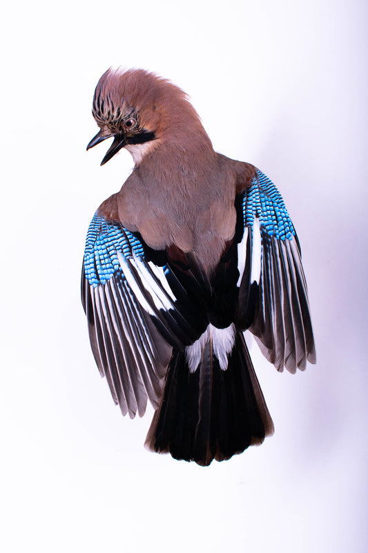 Jay Taxidermy Wall Mount For Sale