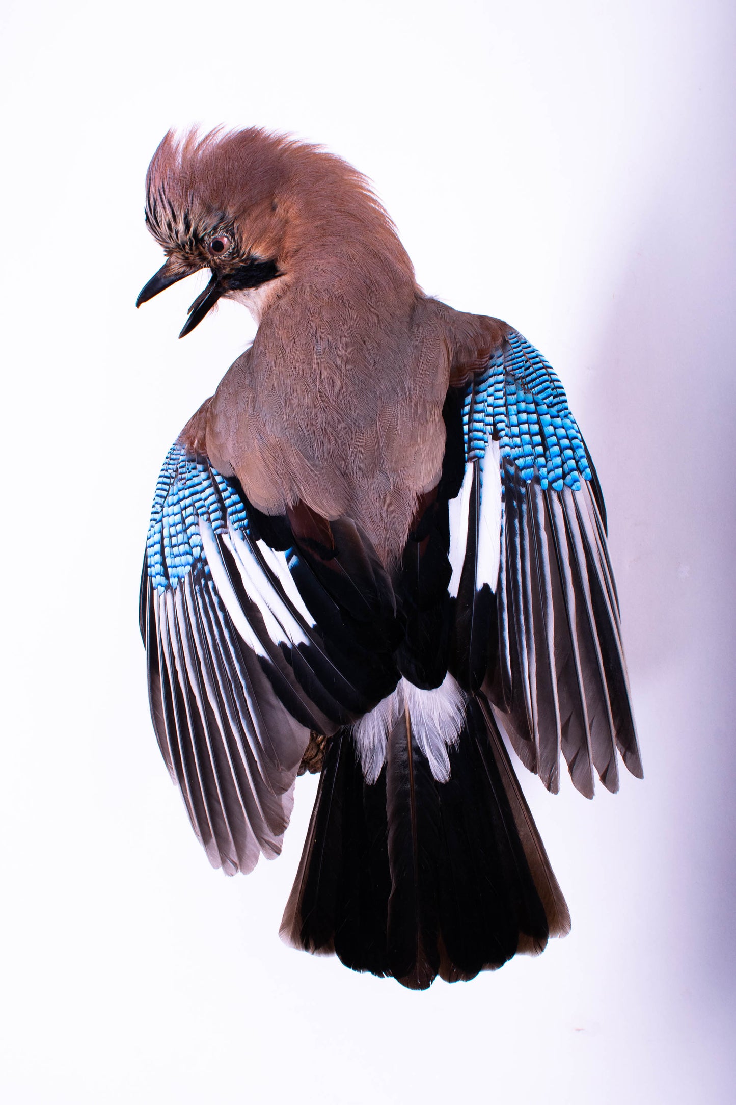 Support mural Jay Taxidermy à vendre