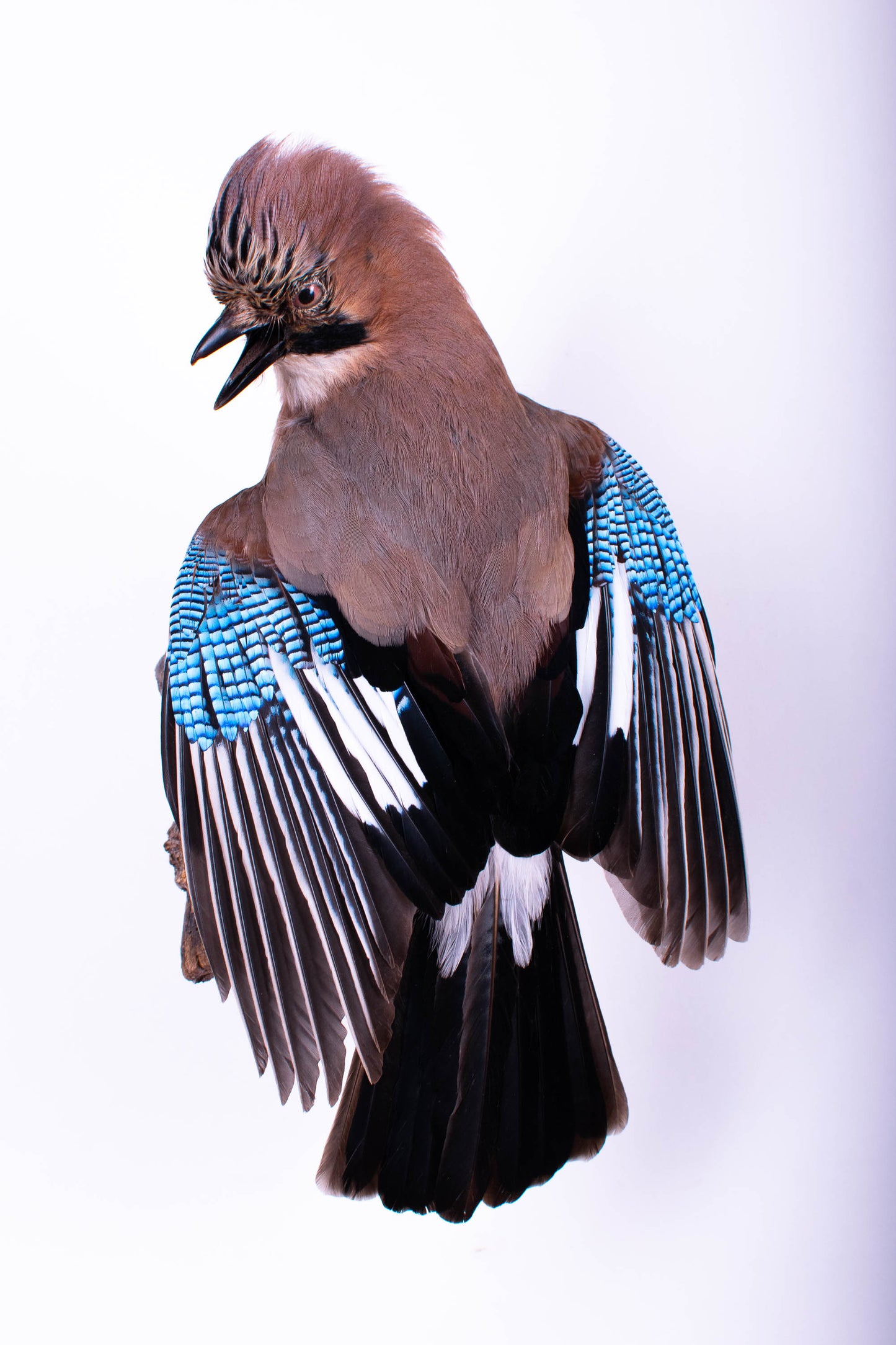 Support mural Jay Taxidermy à vendre