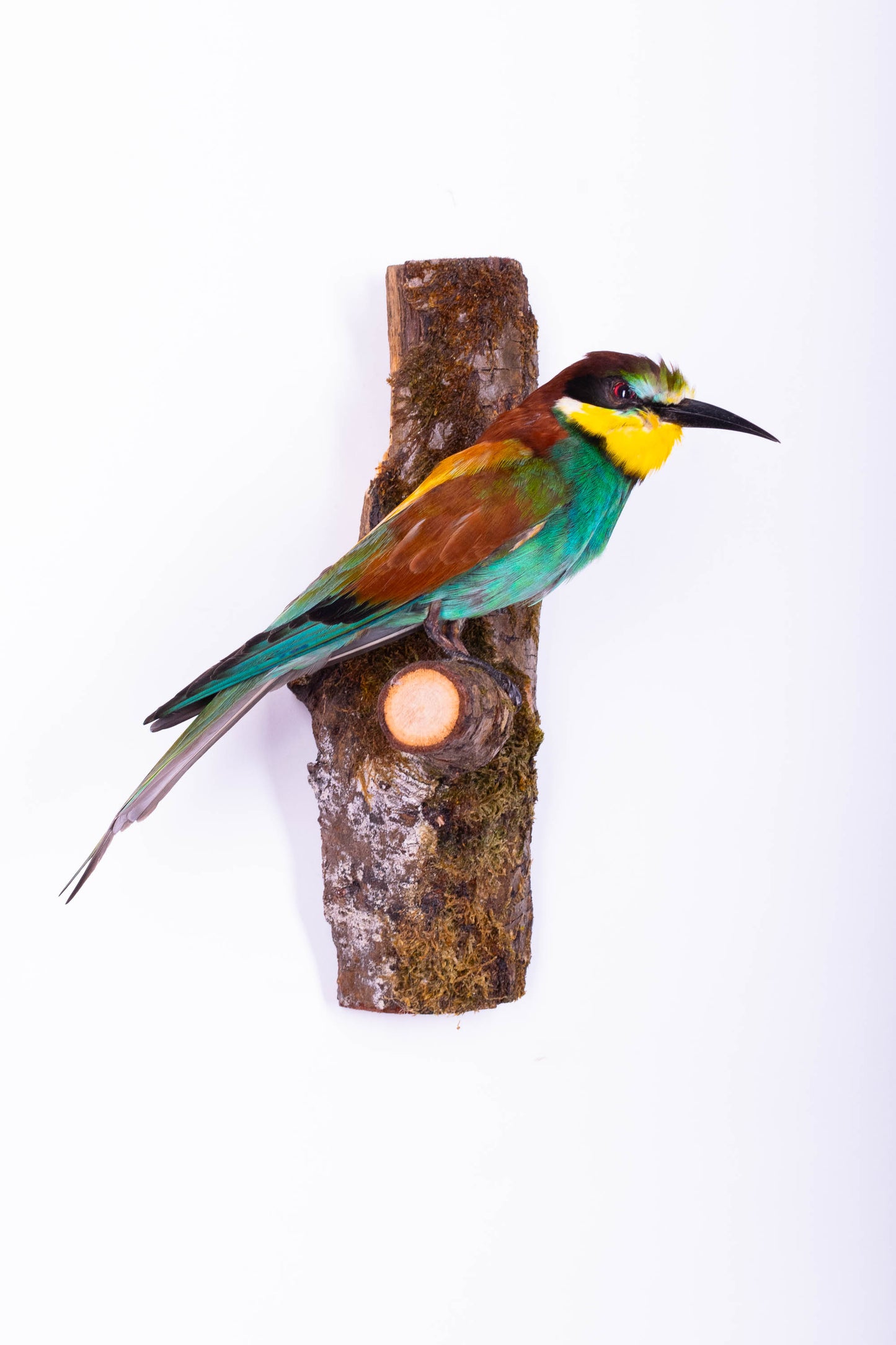 Bee-eater Taxidermy Wall Mount For Sale