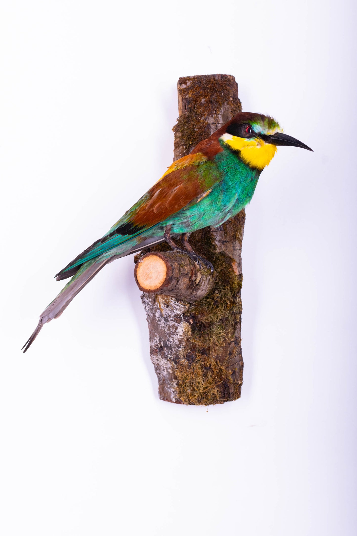 Bee-eater Taxidermy Wall Mount For Sale
