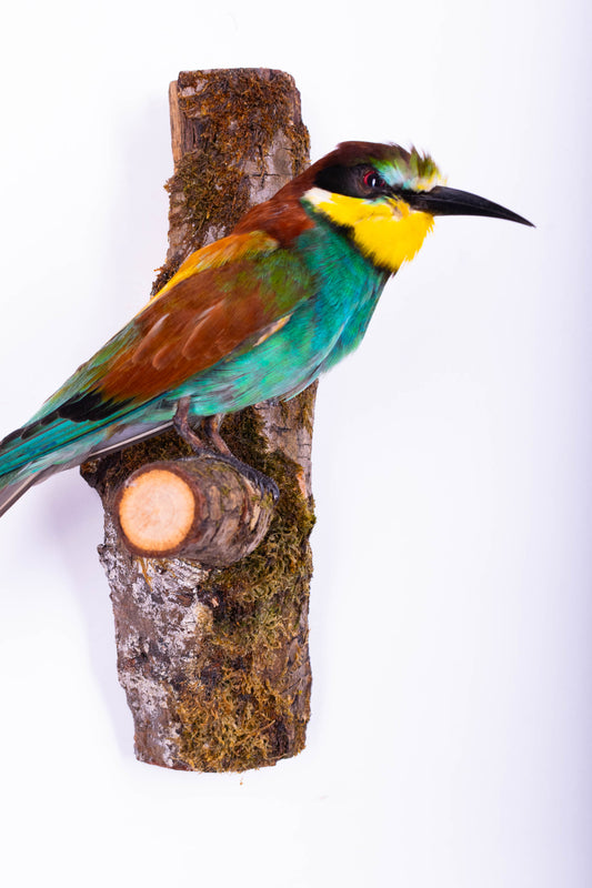 Bee-eater Taxidermy Wall Mount For Sale