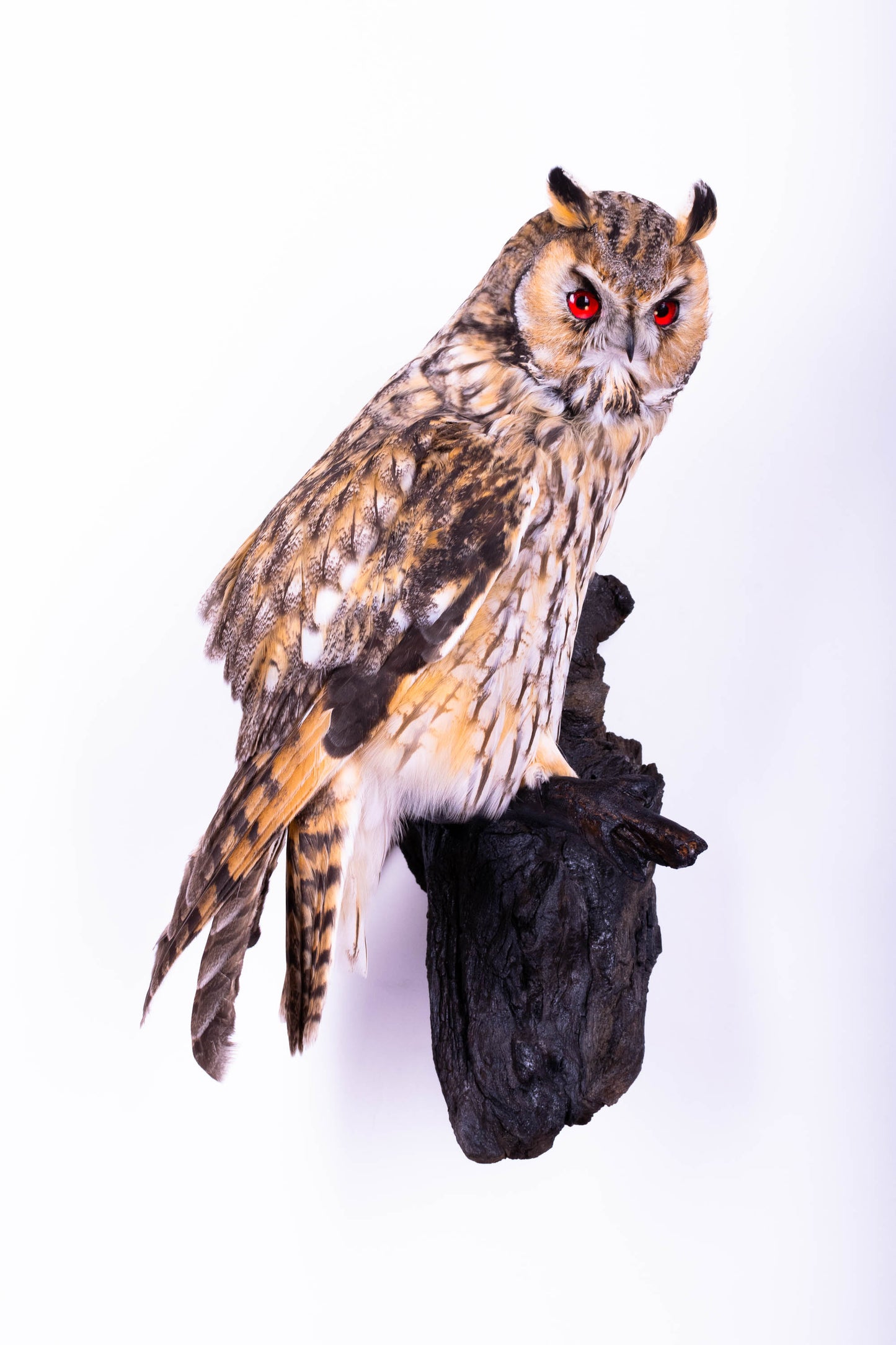 Long-eared Owl Taxidermy Wall Mount For Sale