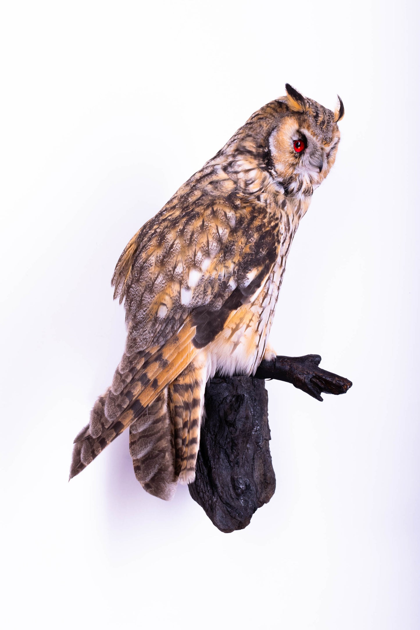 Long-eared Owl Taxidermy Wall Mount For Sale