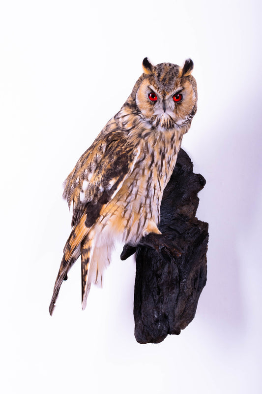 Long-eared Owl Taxidermy Wall Mount For Sale
