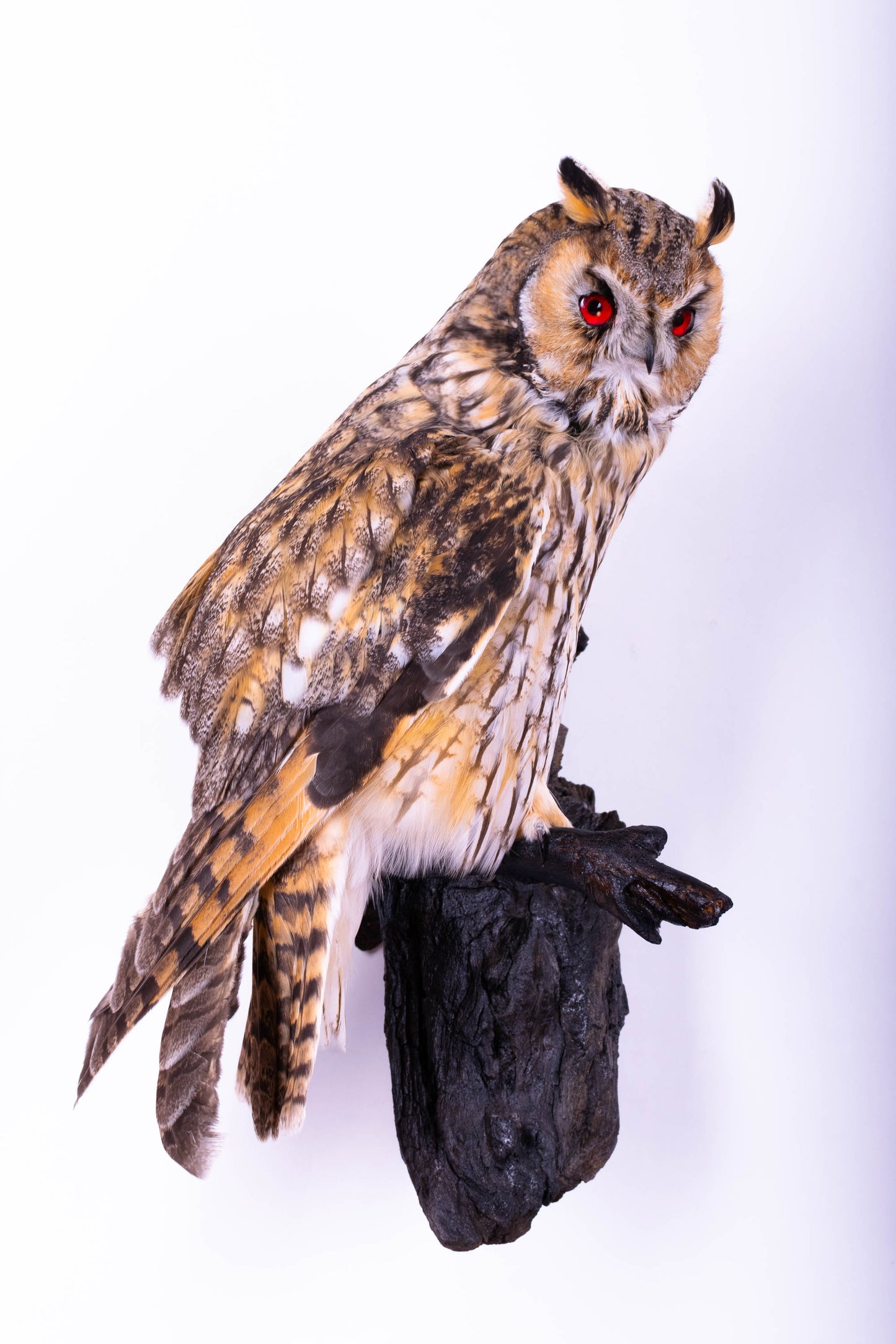 Long-eared Owl Taxidermy Wall Mount For Sale