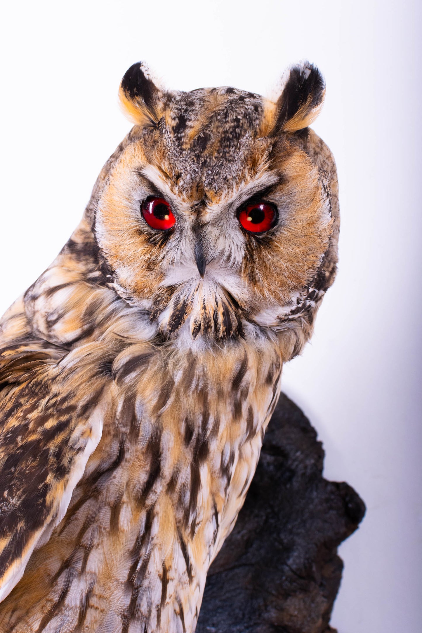 Long-eared Owl Taxidermy Wall Mount For Sale
