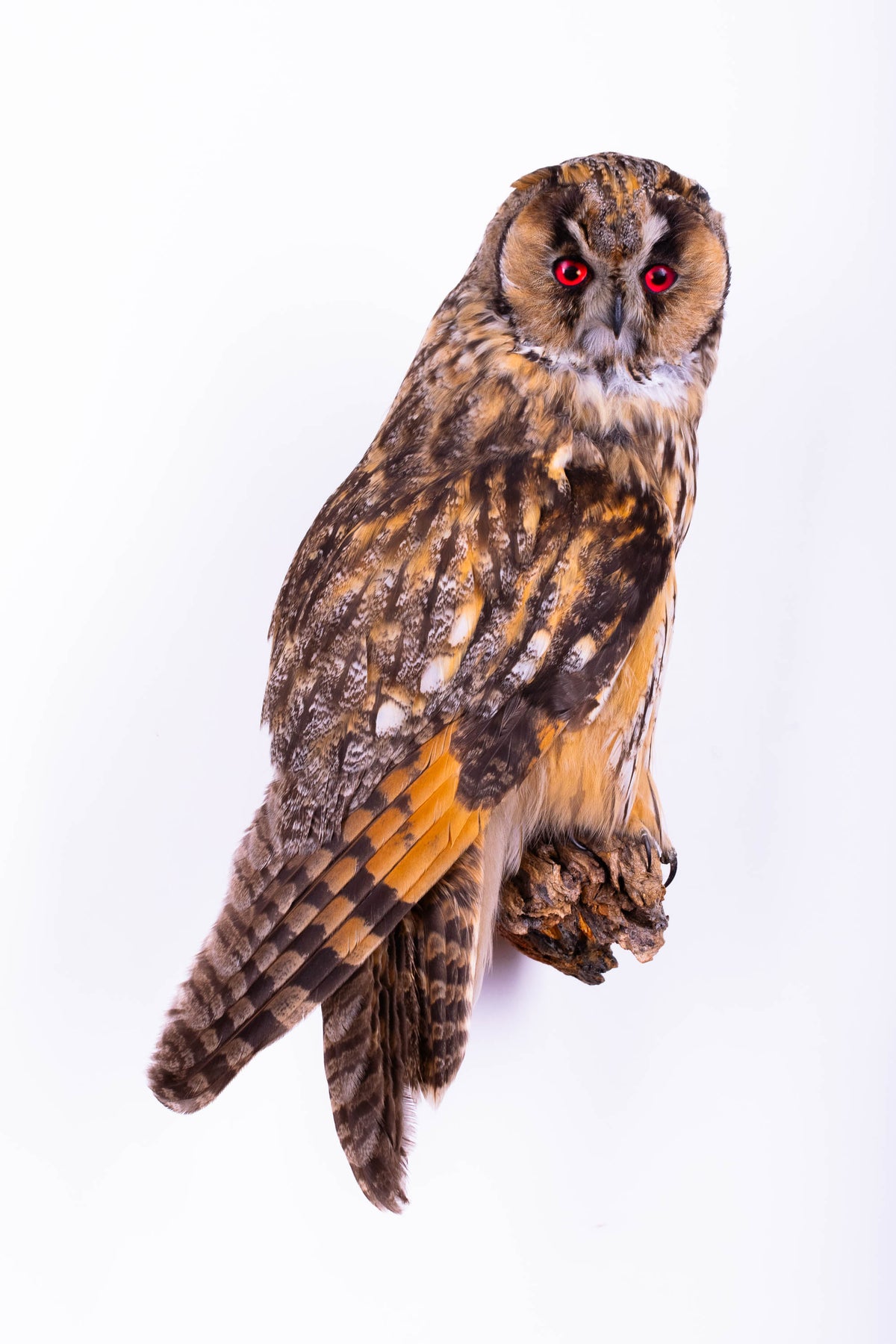 Hibou moyen-duc naturalisé pour fixation murale à vendre