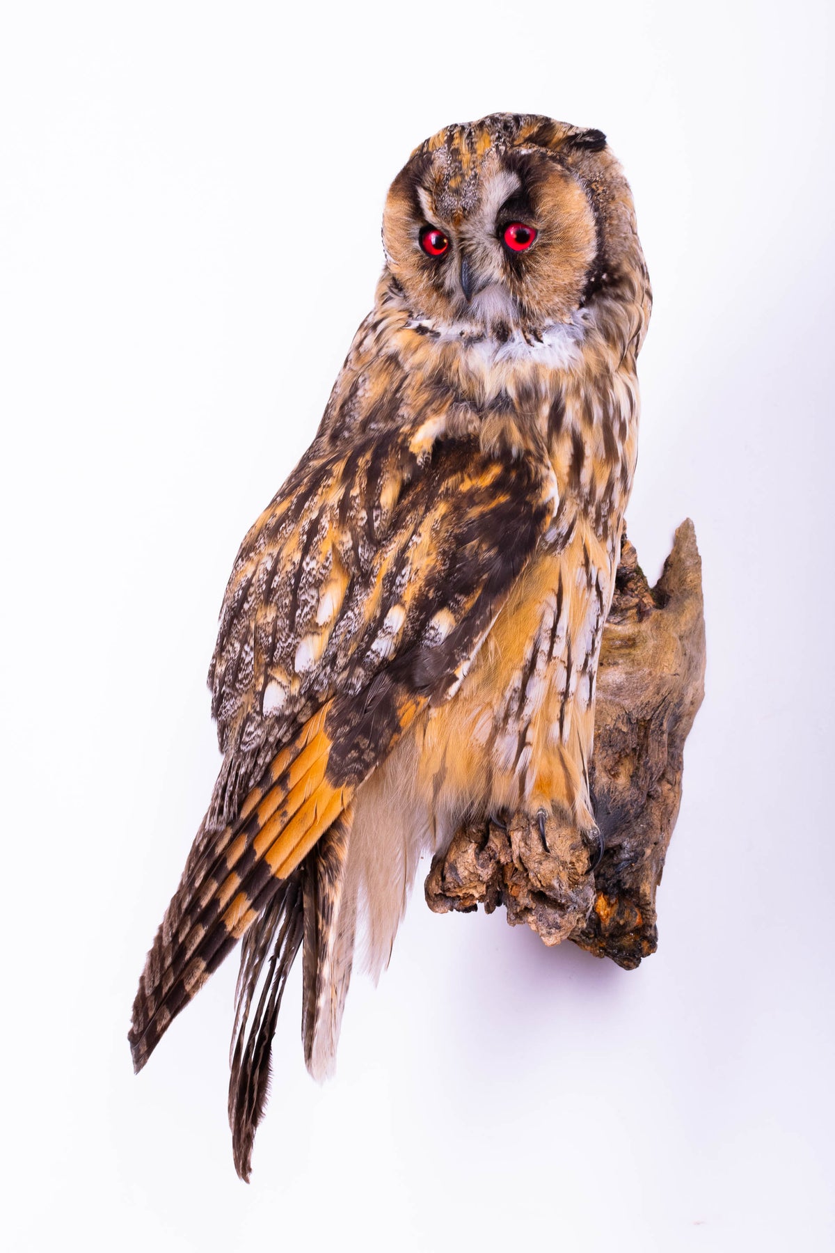 Hibou moyen-duc naturalisé pour fixation murale à vendre