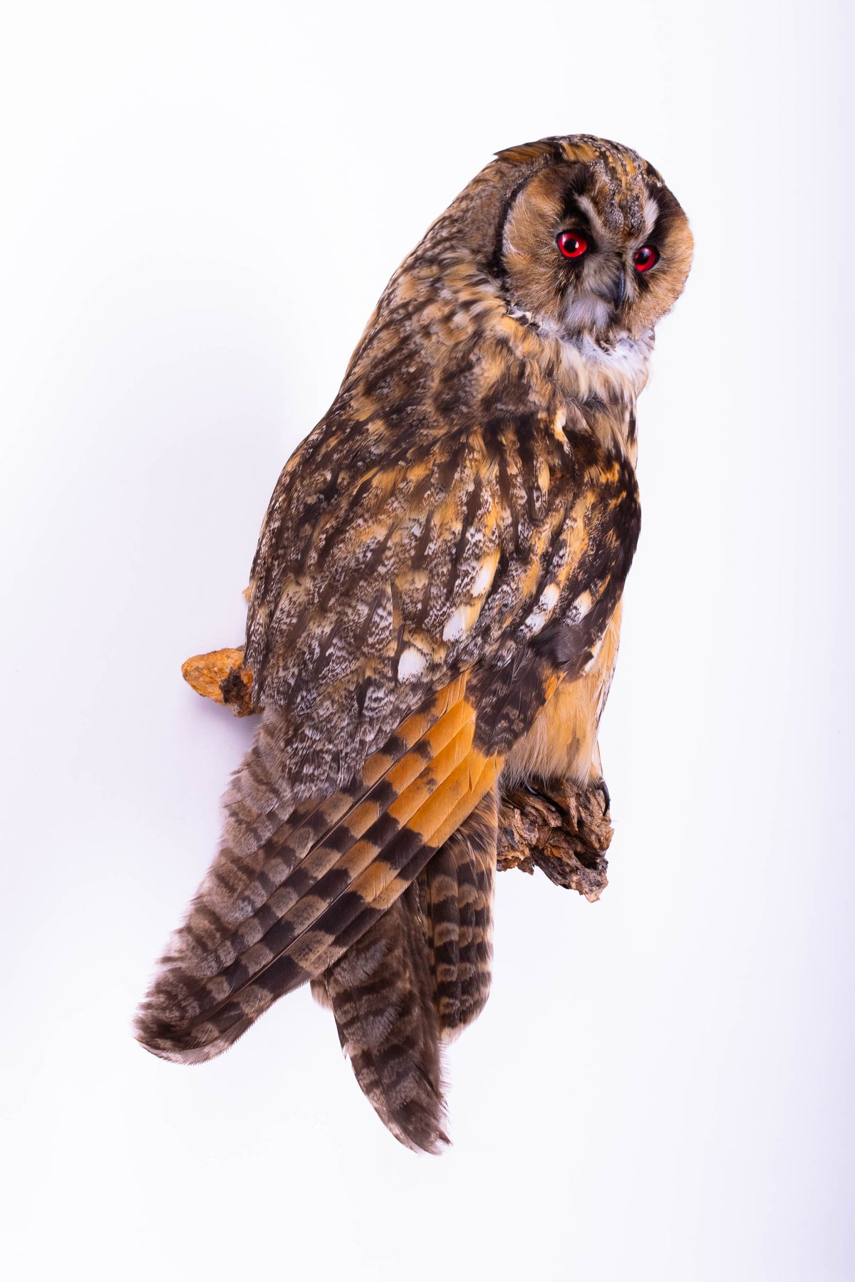 Hibou moyen-duc naturalisé pour fixation murale à vendre