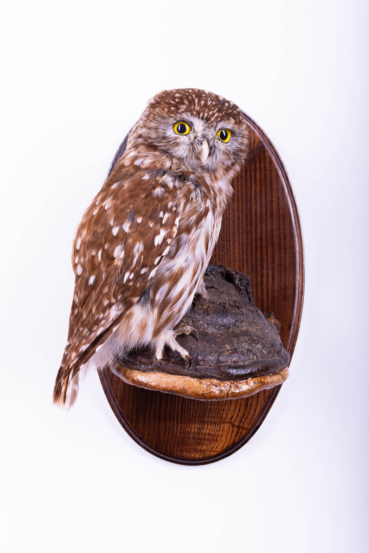 Taxidermy Wall Mount Little Owl