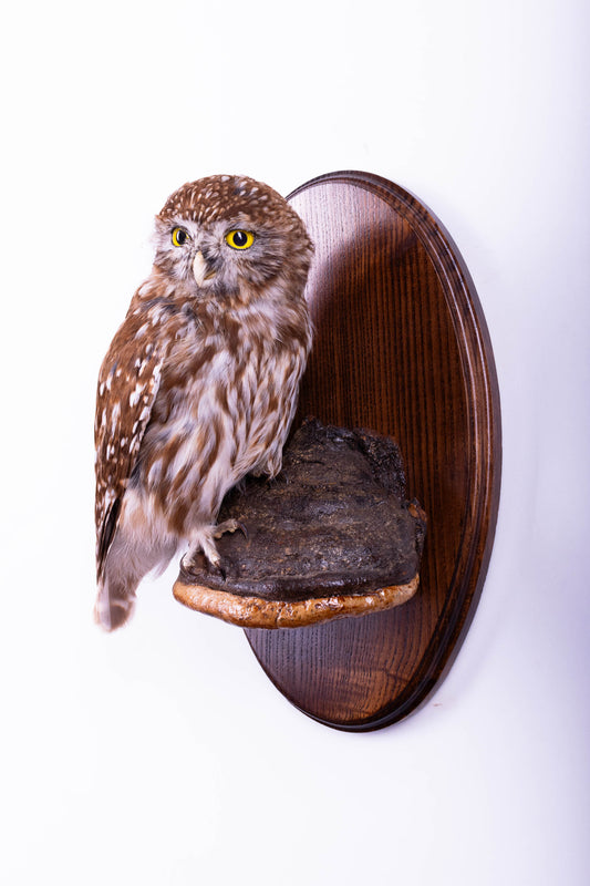Taxidermy Wall Mount Little Owl