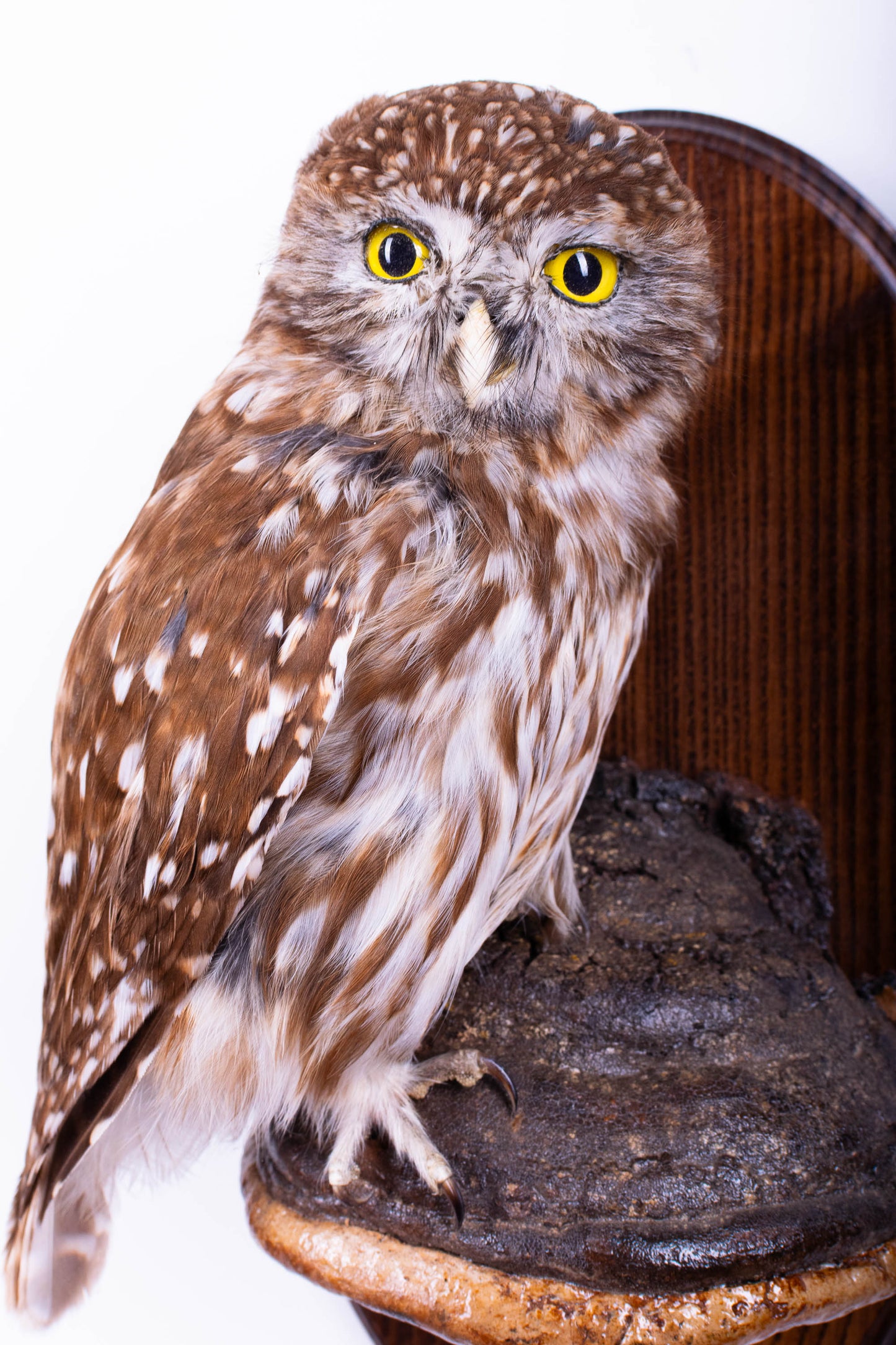 Taxidermy Wall Mount Little Owl