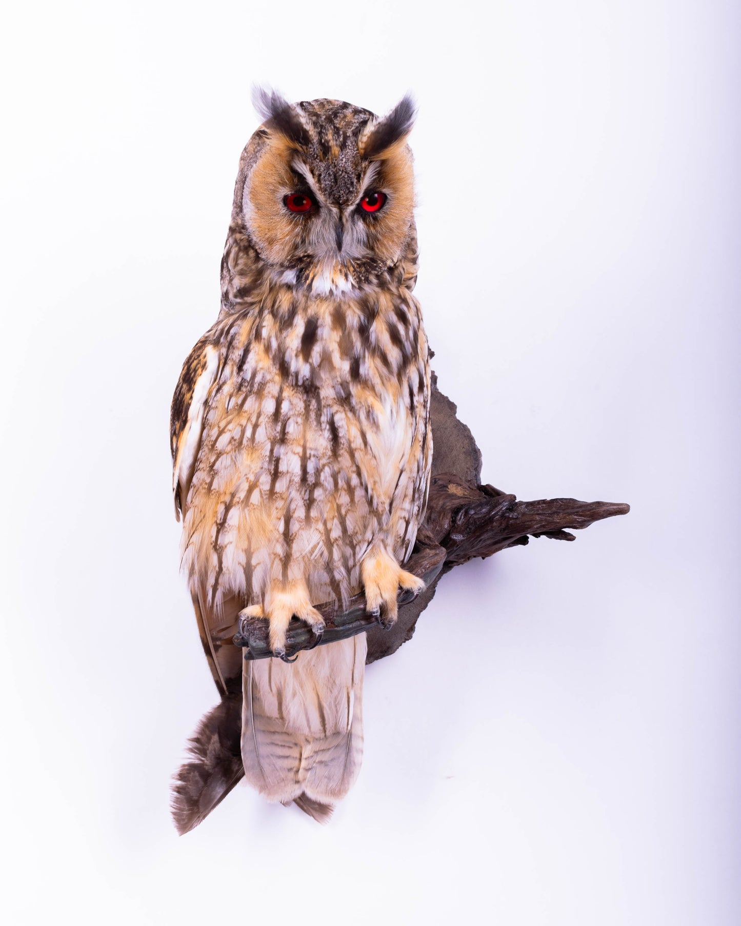 Taxidermy Long-eared owl Wall Mount