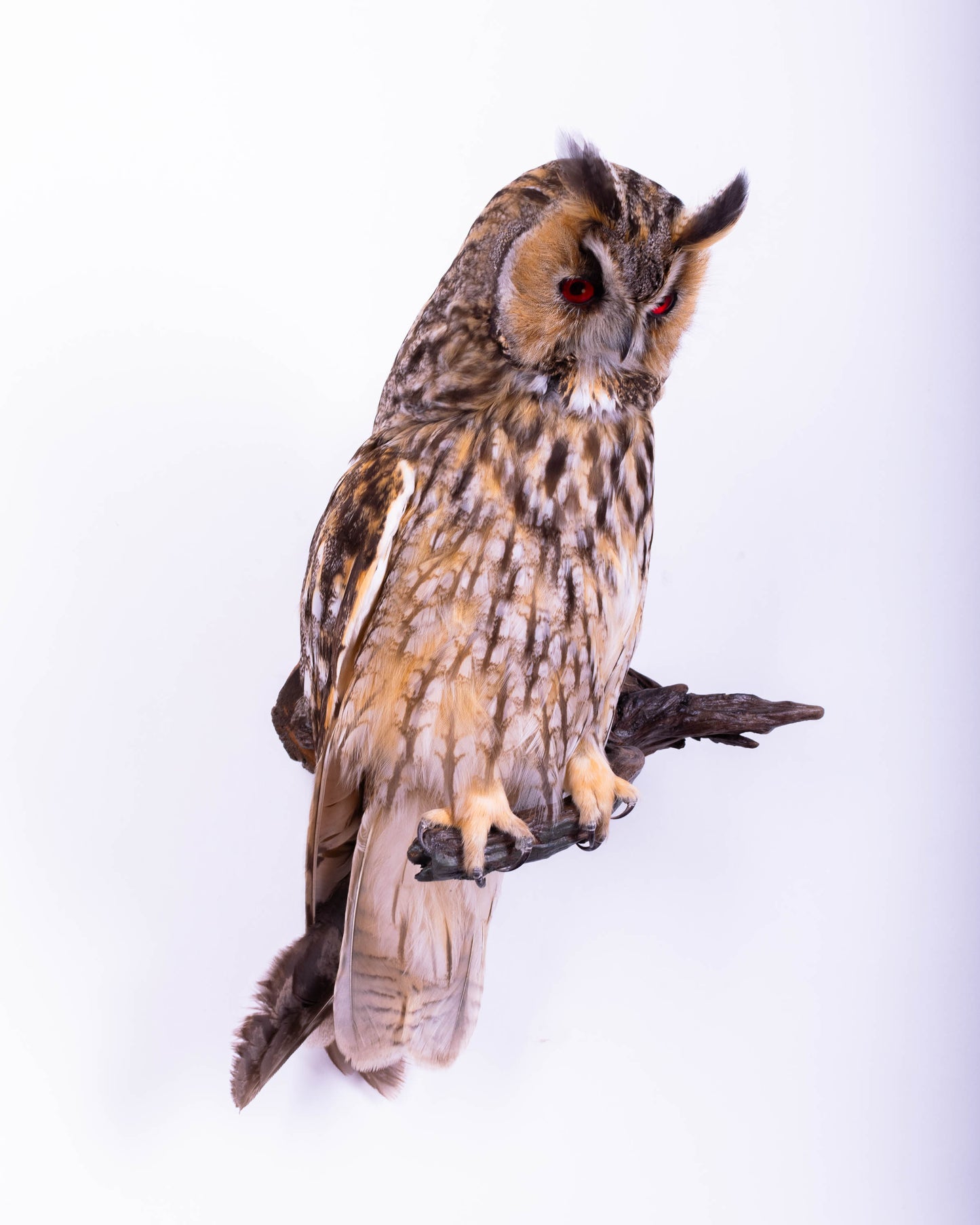 Taxidermy Long-eared owl Wall Mount