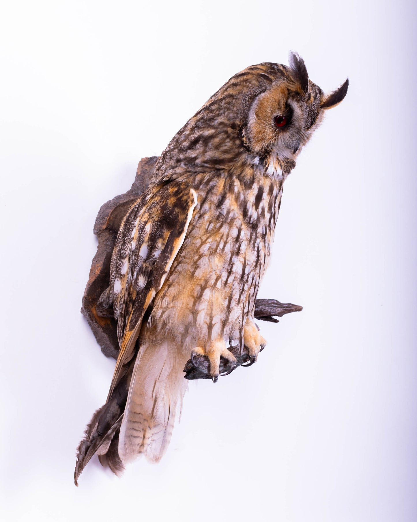 Taxidermy Long-eared owl Wall Mount