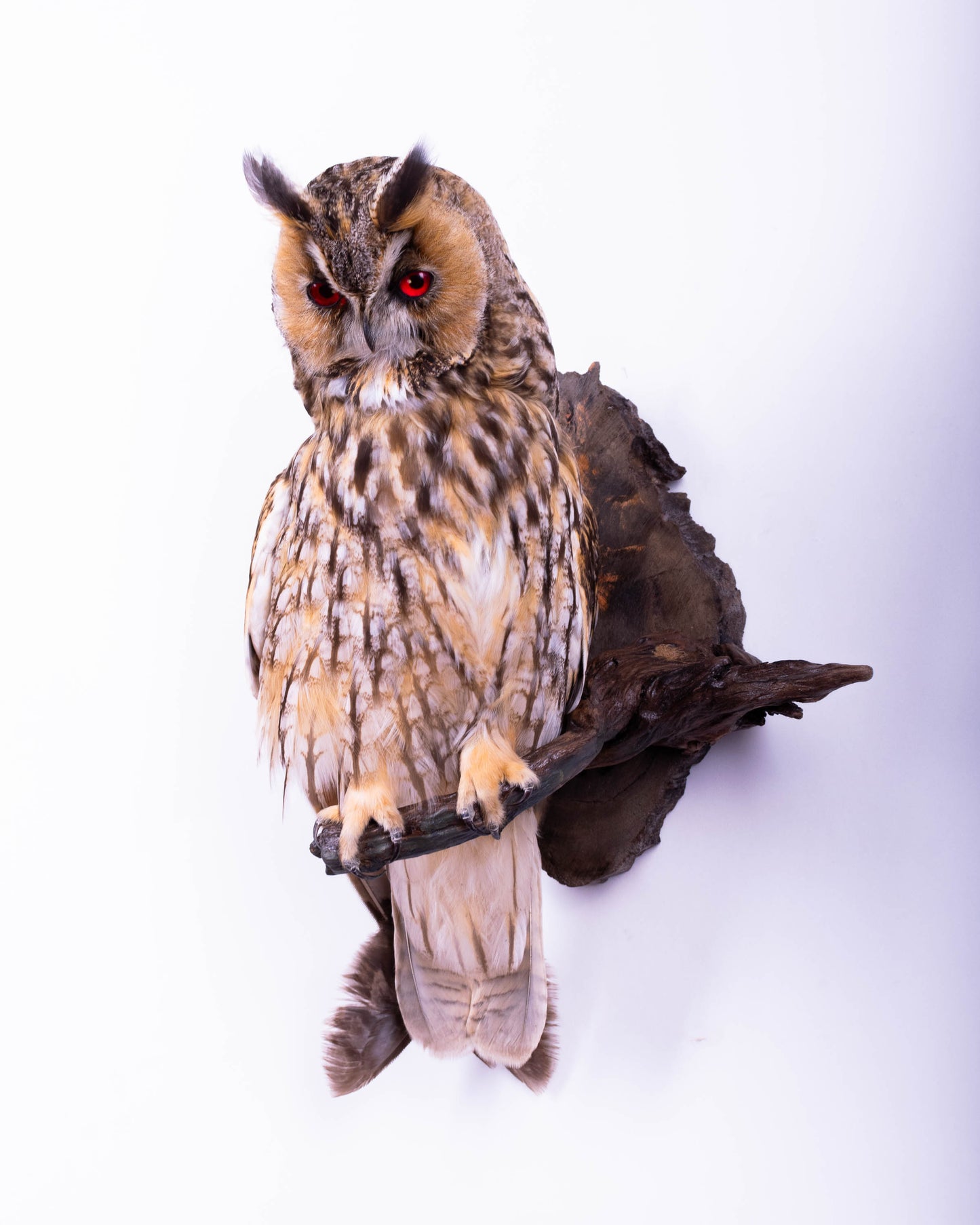 Taxidermy Long-eared owl Wall Mount