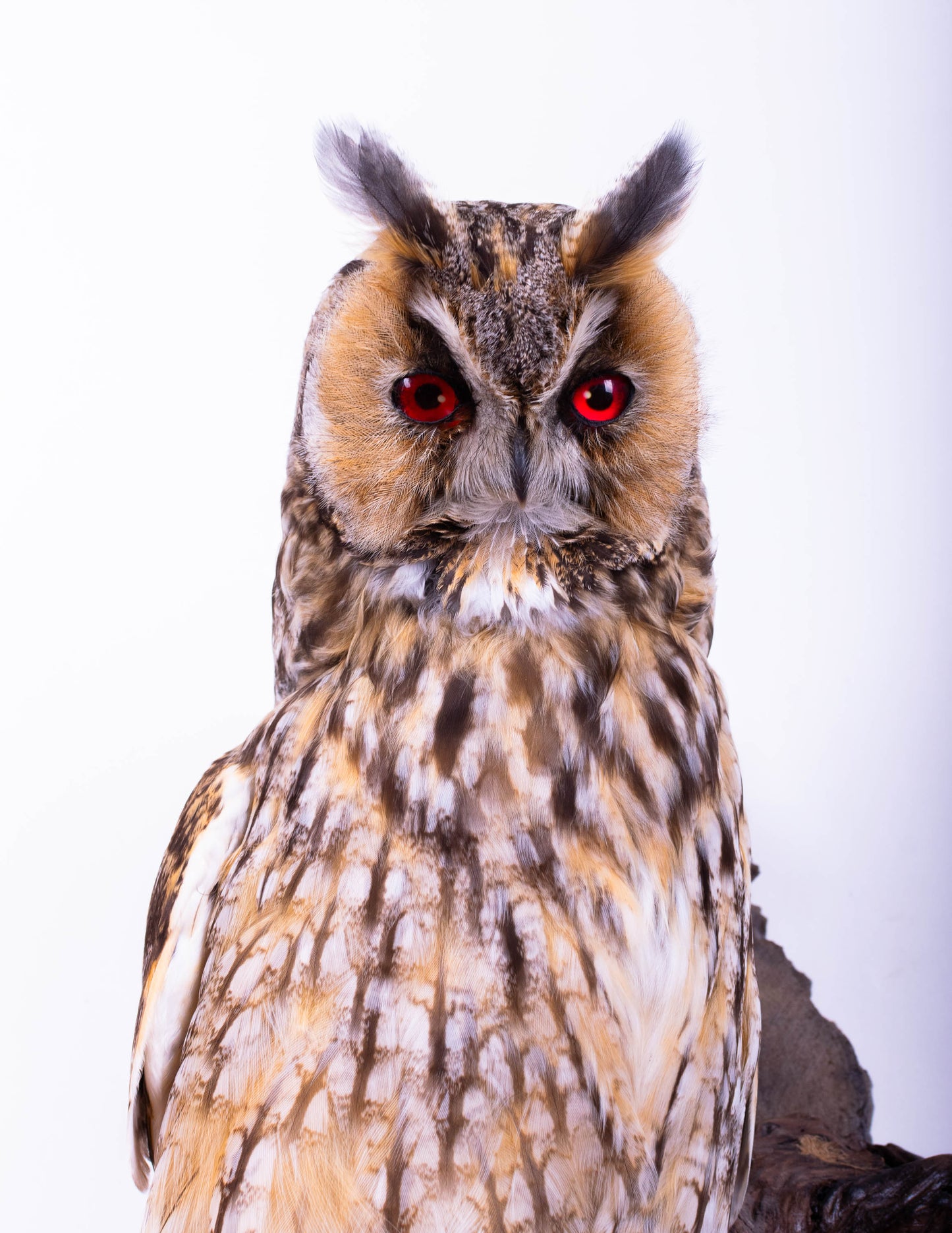 Taxidermy Long-eared owl Wall Mount