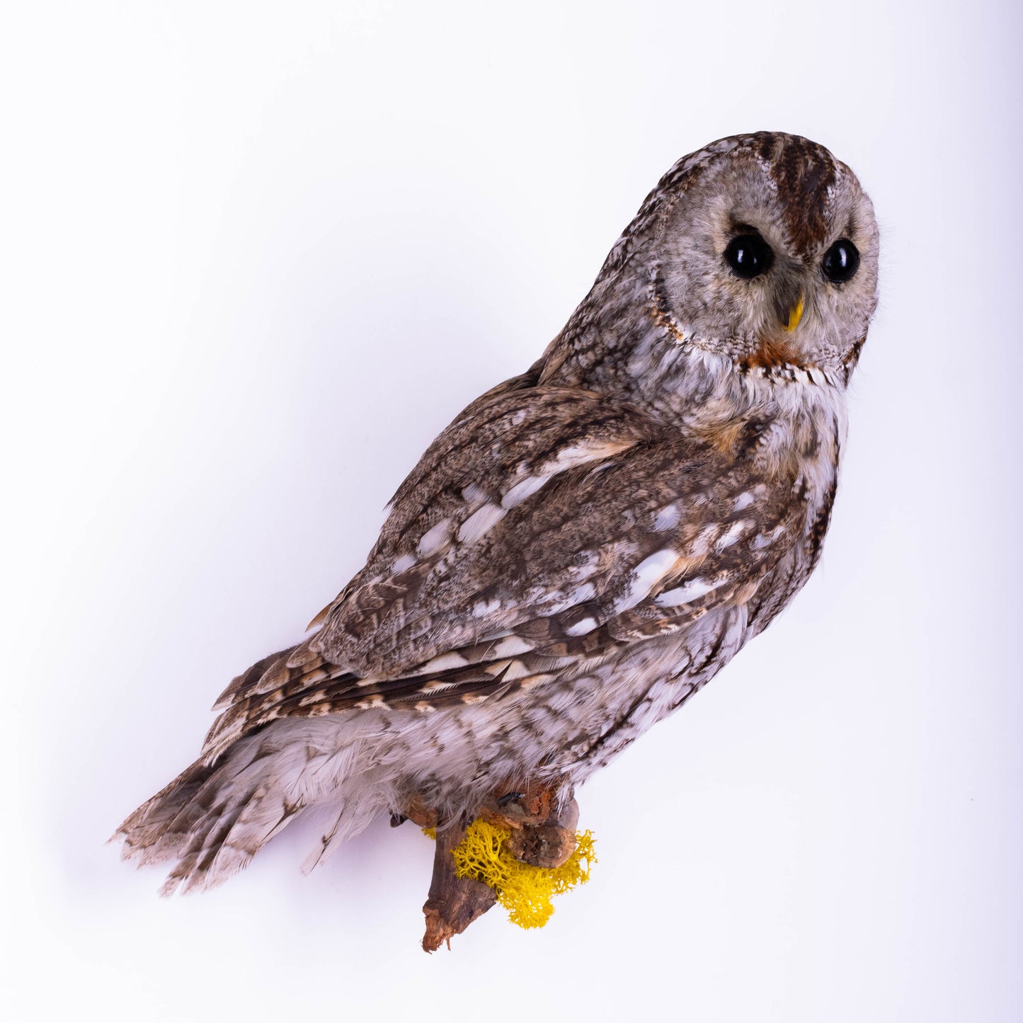 Tawny Owl Taxidermy Wall Mount For Sale