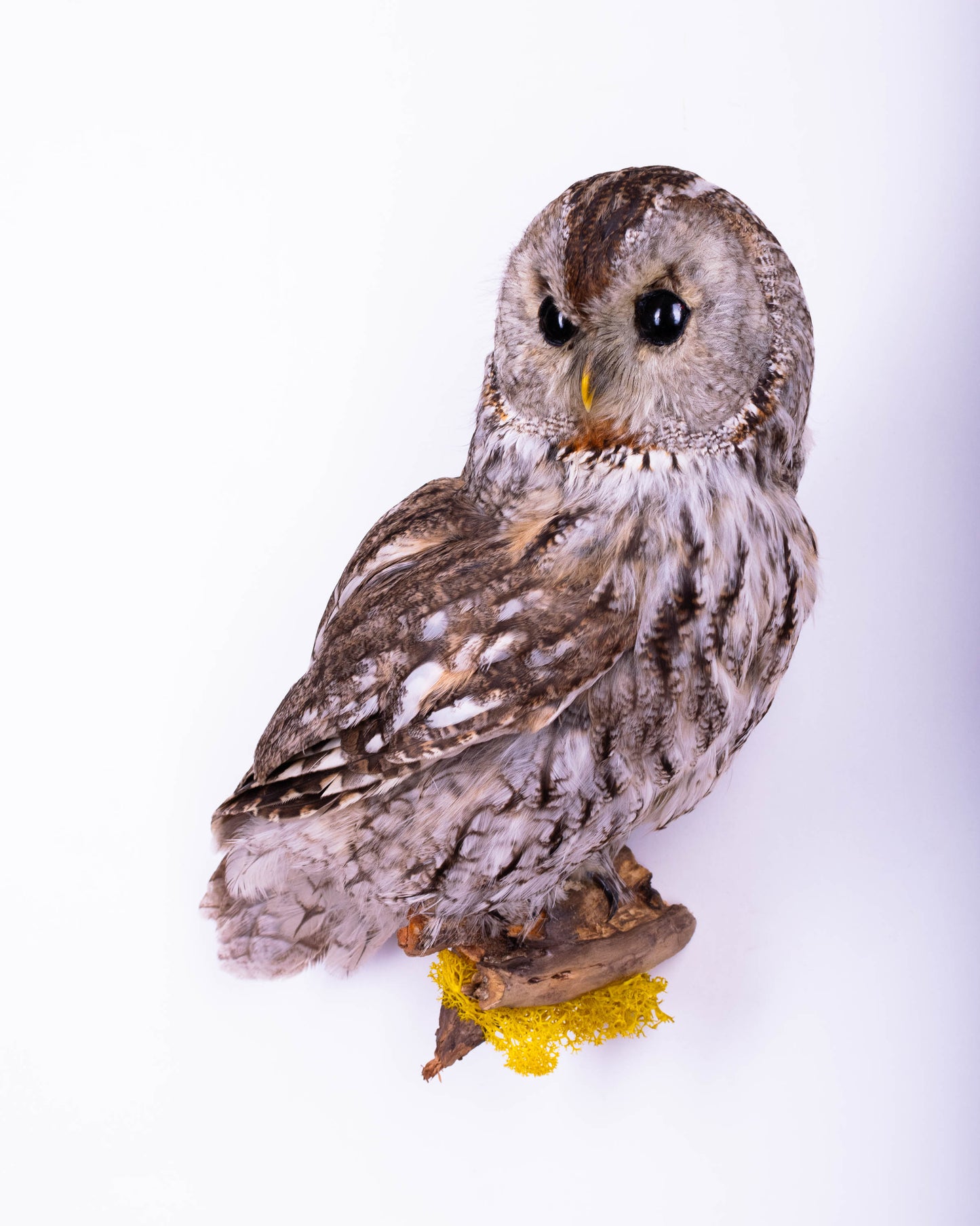 Tawny Owl Taxidermy Wall Mount For Sale