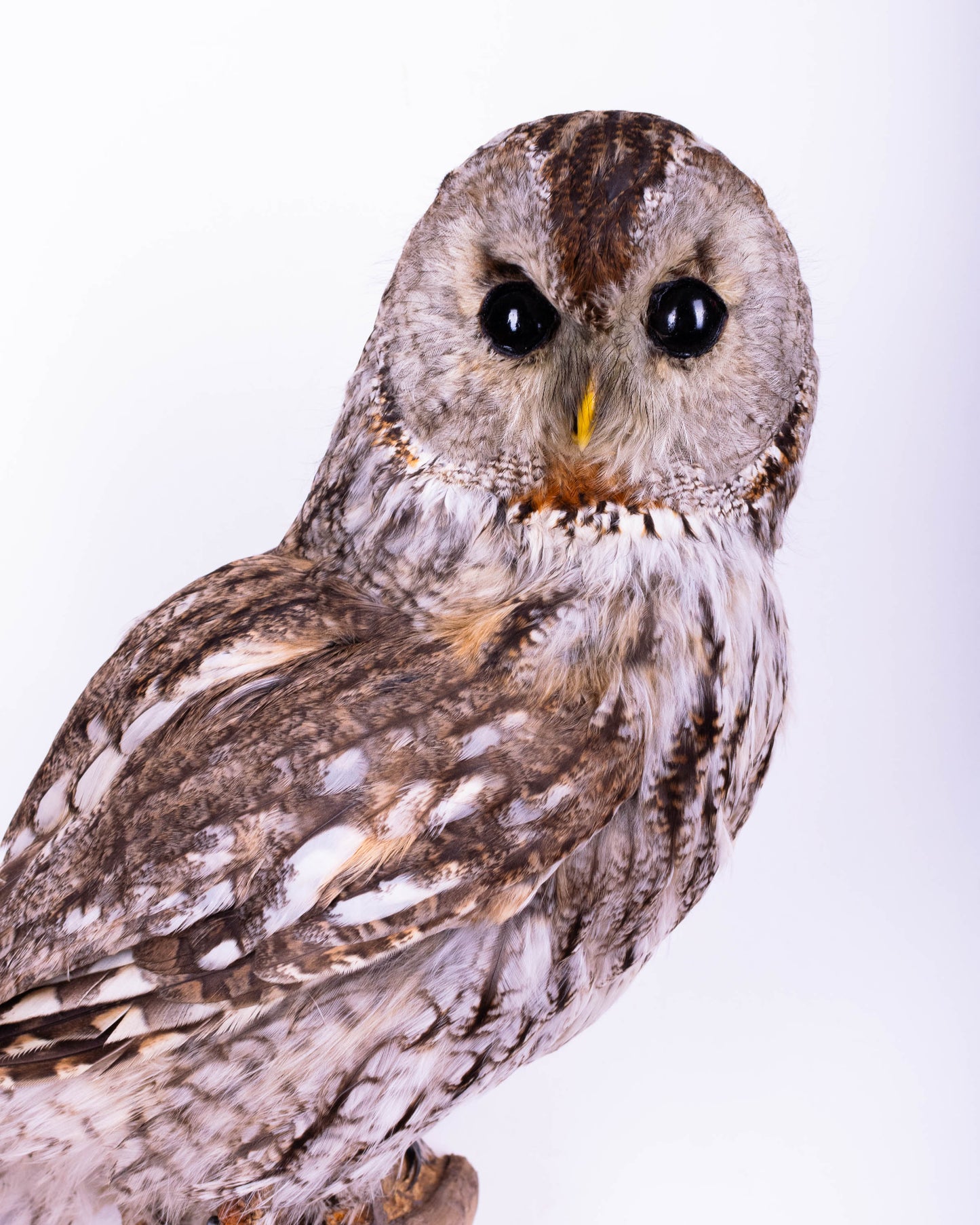 Tawny Owl Taxidermy Wall Mount For Sale
