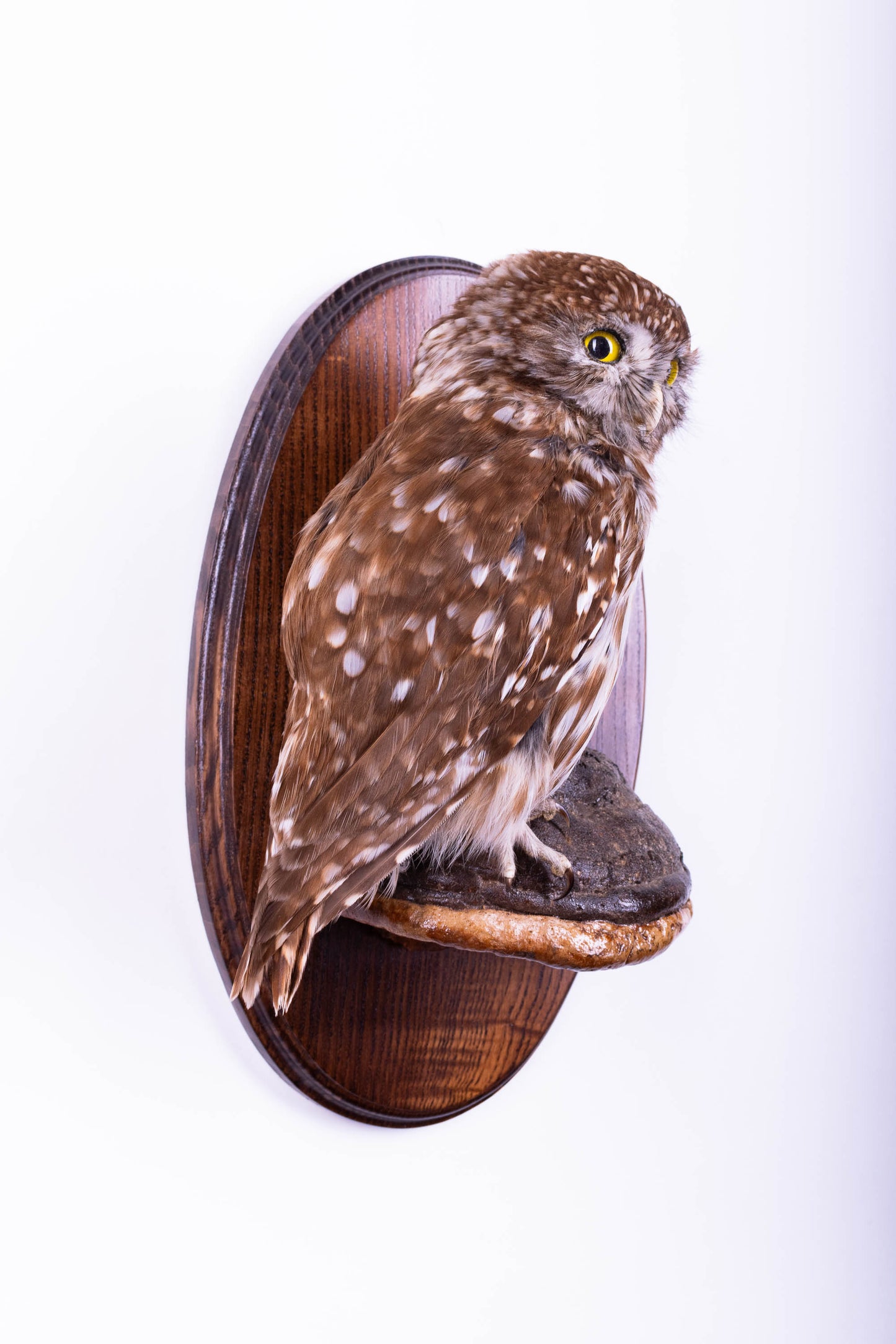 Taxidermy Wall Mount Little Owl