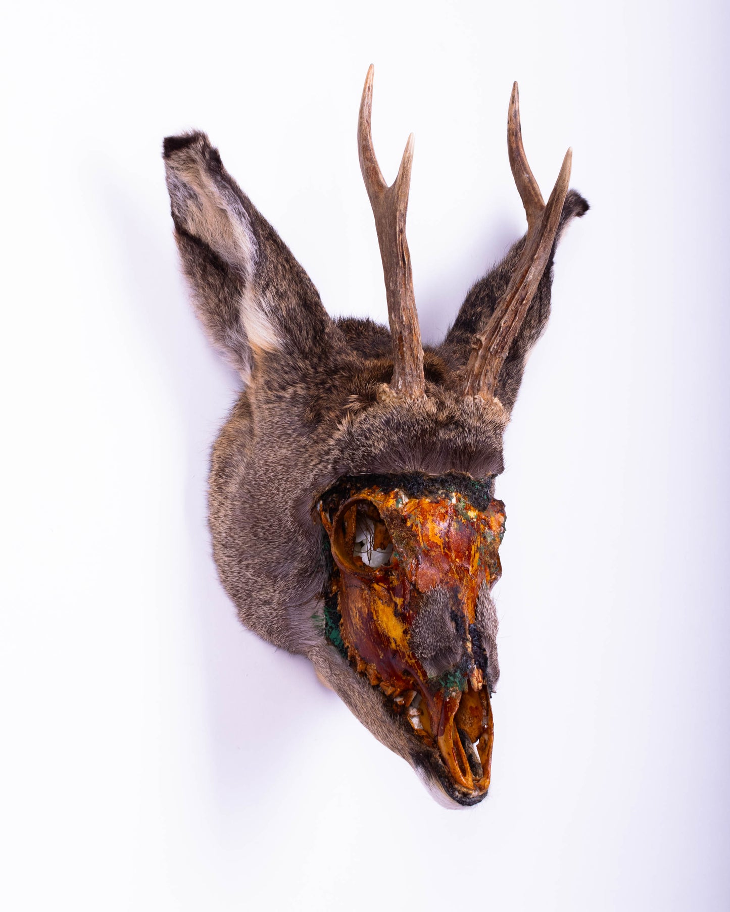 Deer Taxidermy Wall Mount For Sale