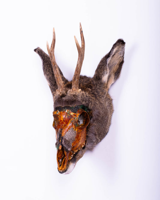 Deer Taxidermy Wall Mount For Sale