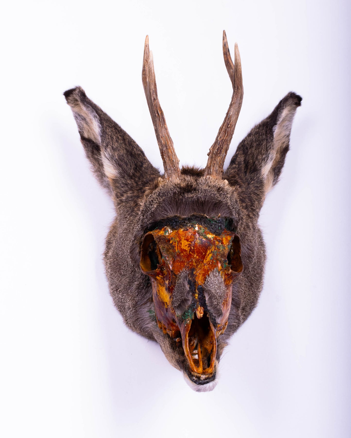 Deer Taxidermy Wall Mount For Sale