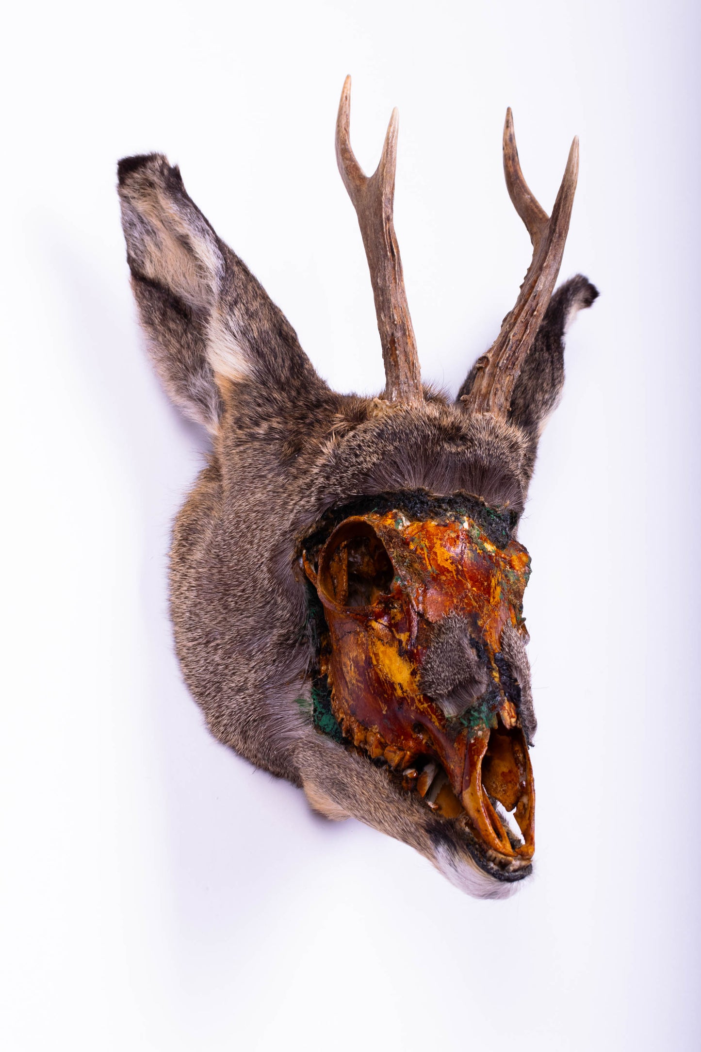Deer Taxidermy Wall Mount For Sale