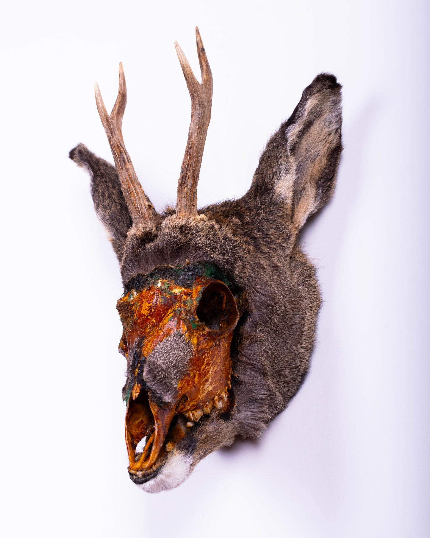 Deer Taxidermy Wall Mount For Sale