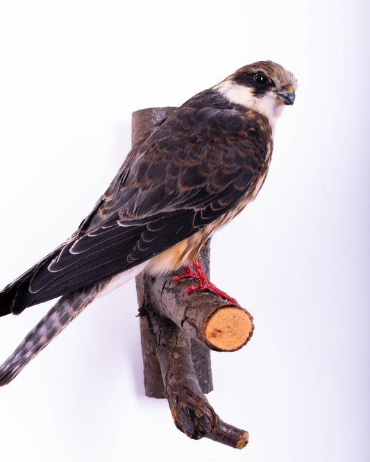 Red-footed Falcon Taxidermy Wall Mount