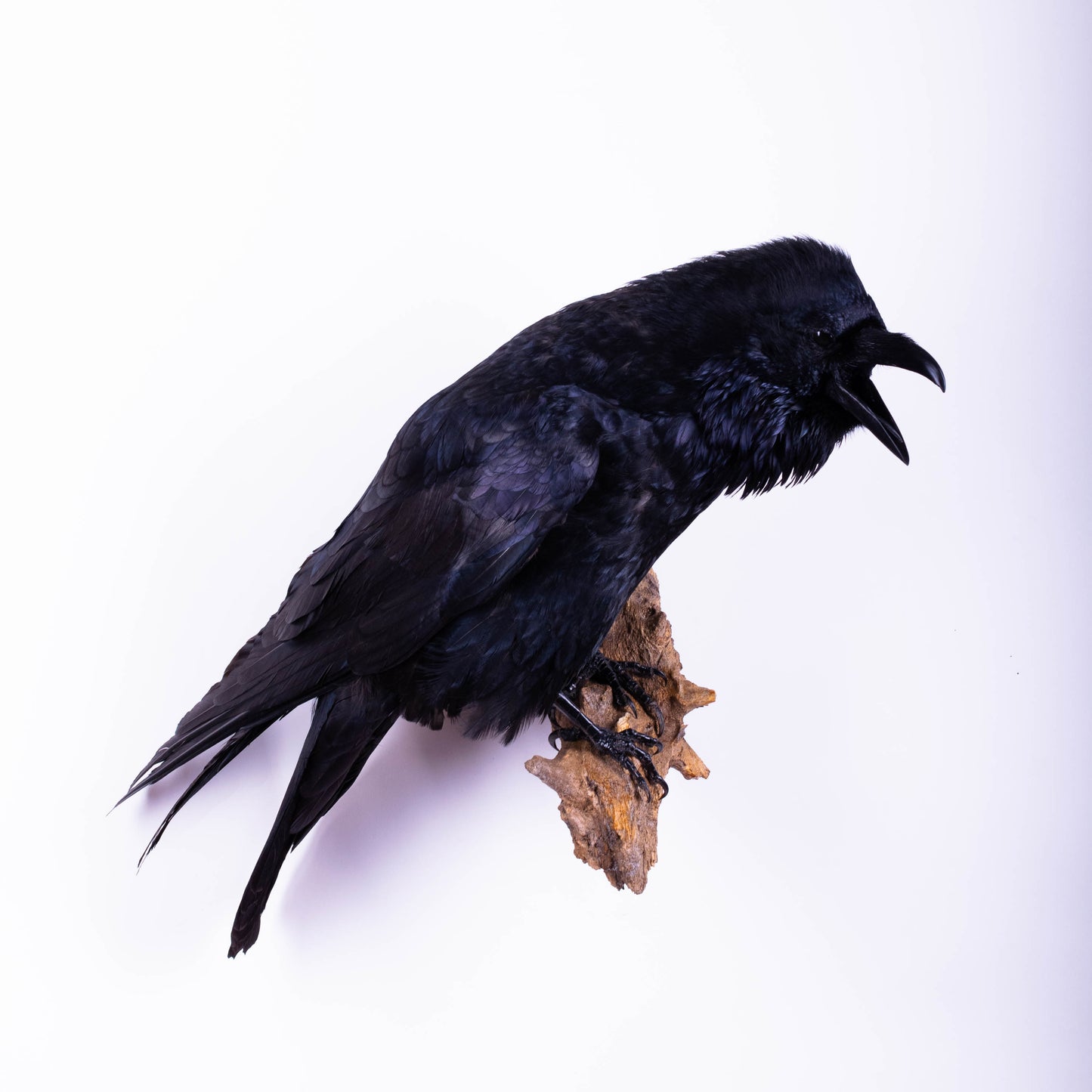 Raven Taxidermy Wall Mount For Sale