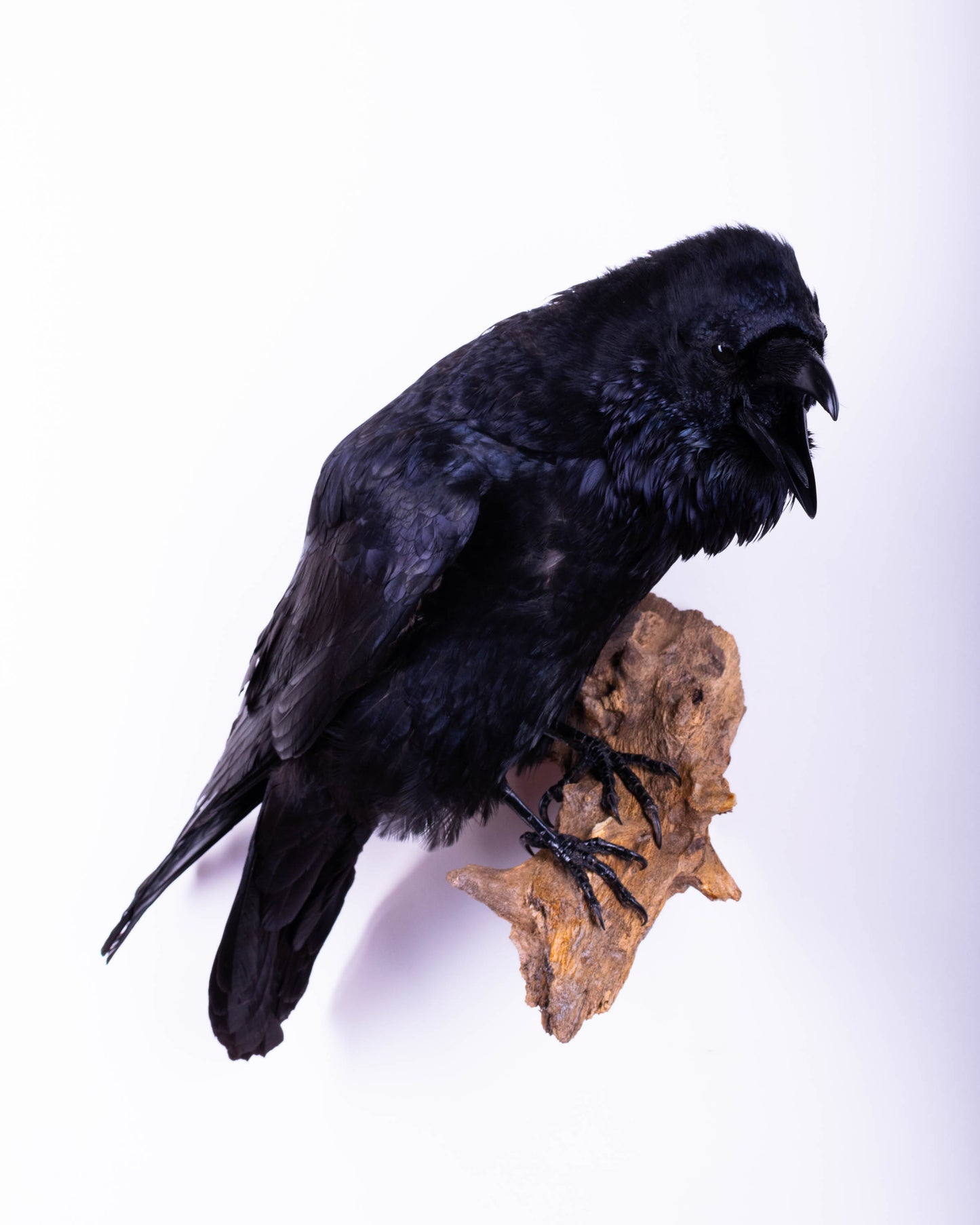Raven Taxidermy Wall Mount For Sale
