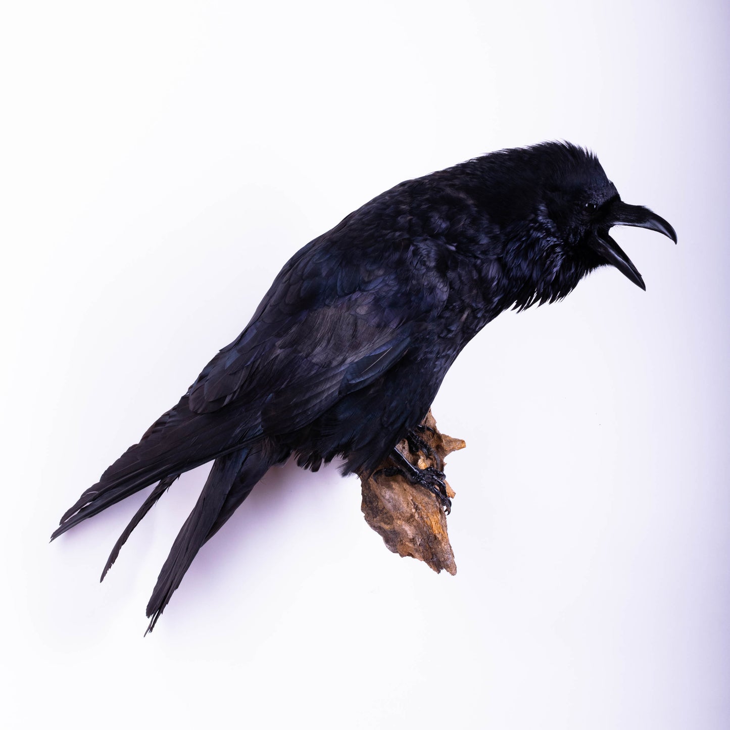 Raven Taxidermy Wall Mount For Sale