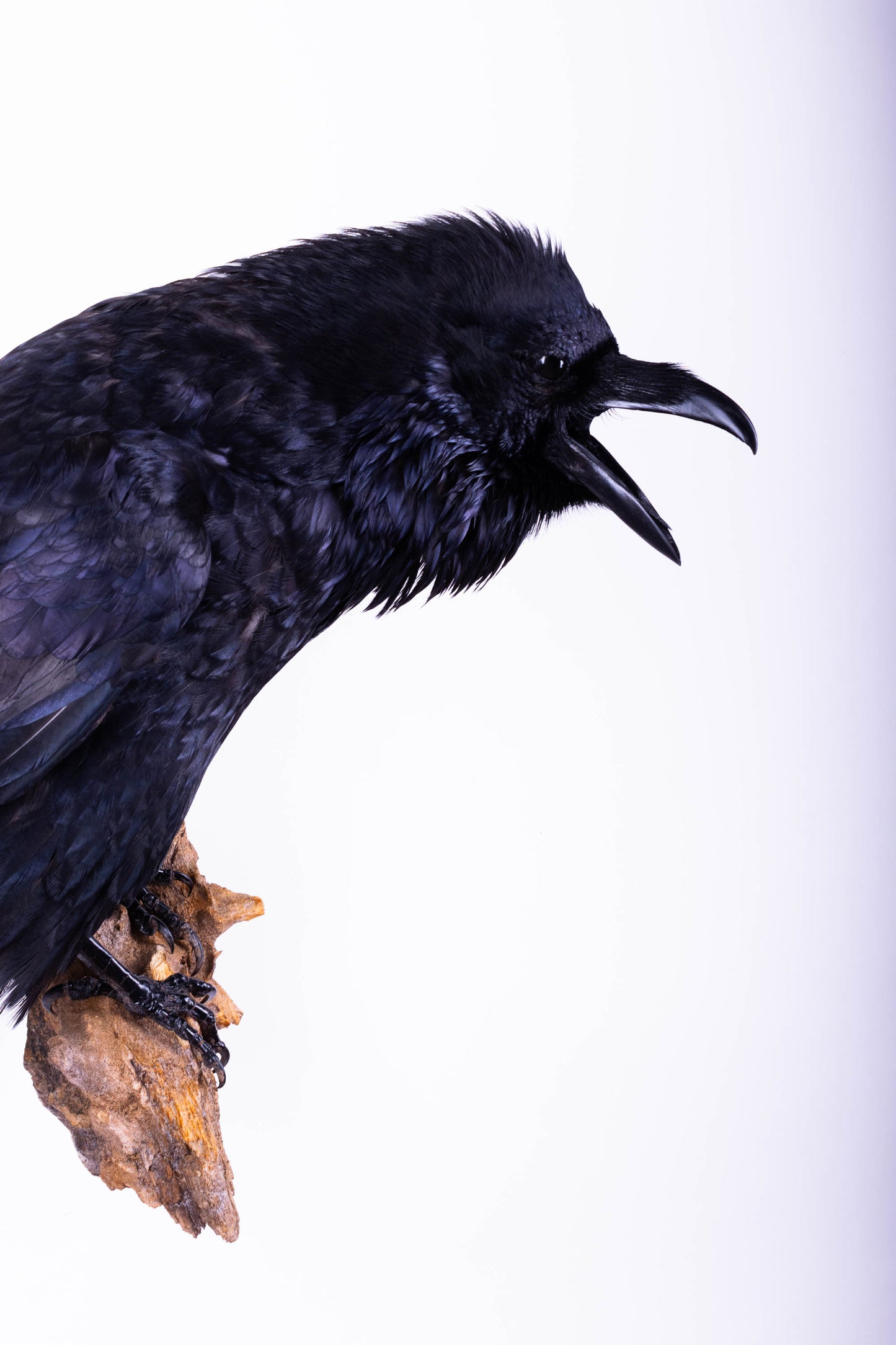 Raven Taxidermy Wall Mount For Sale