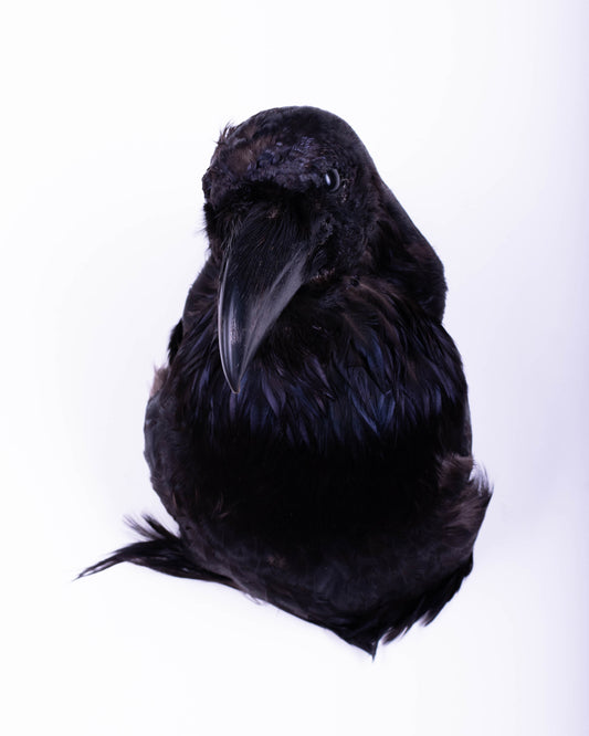 Raven Head Taxidermy Wall Mount For Sale