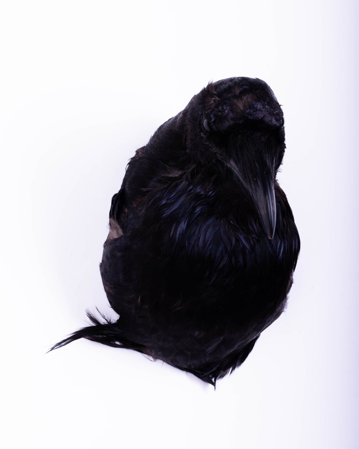 Raven Head Taxidermy Wall Mount For Sale