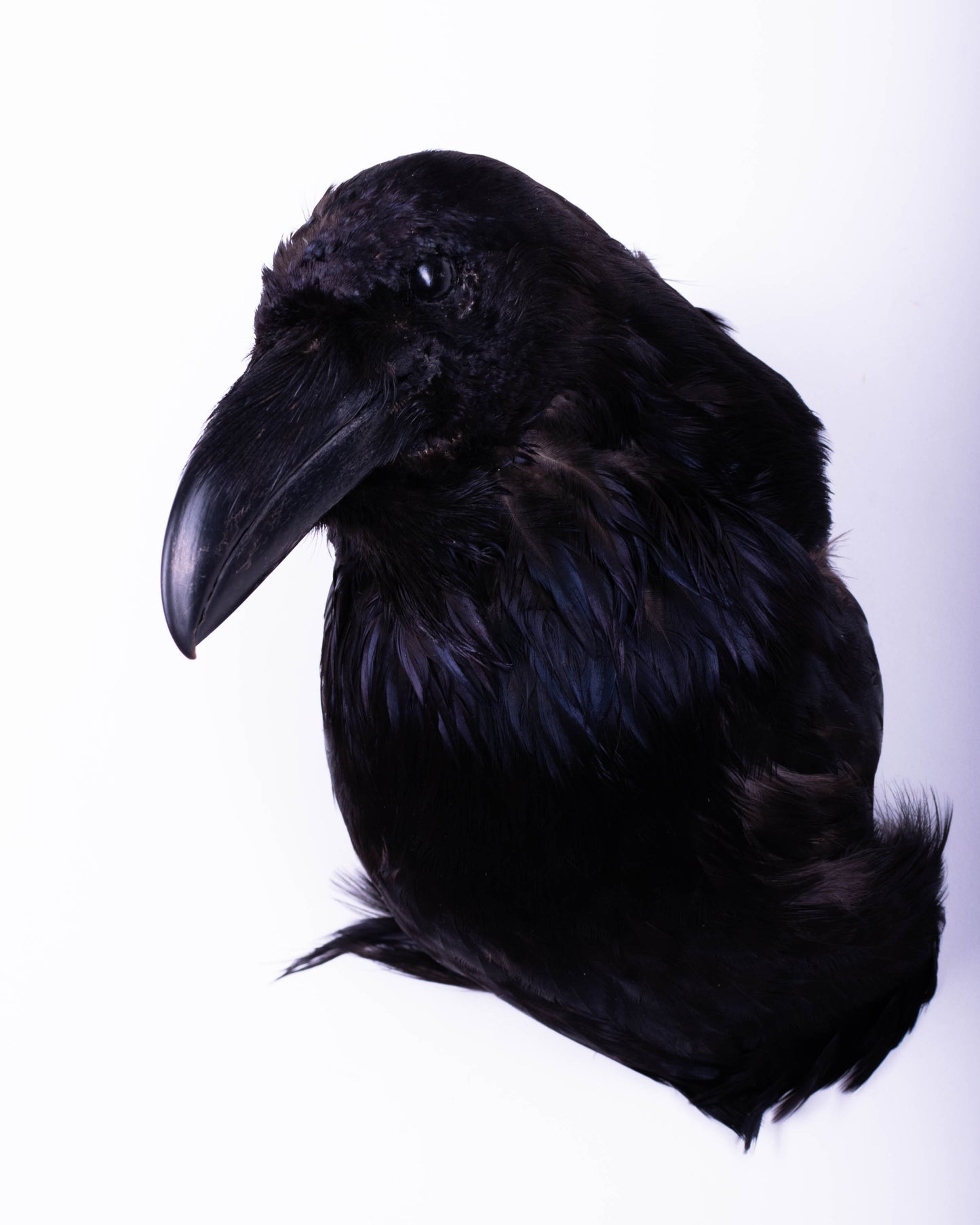 Raven Head Taxidermy Wall Mount For Sale