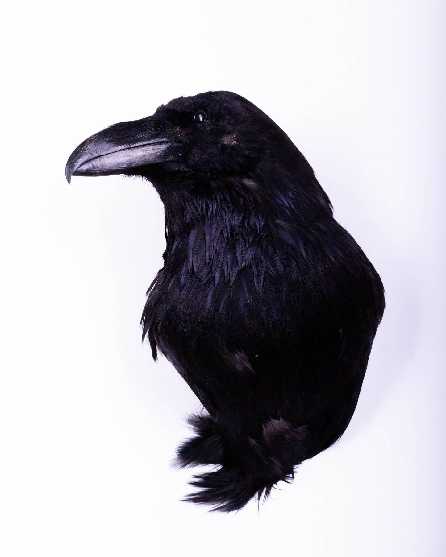 Raven Head Taxidermy Wall Mount For Sale