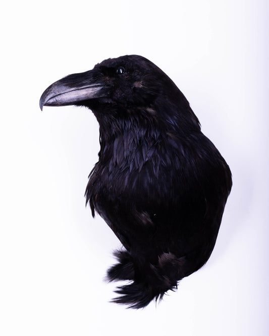 Raven Head Taxidermy Wall Mount For Sale