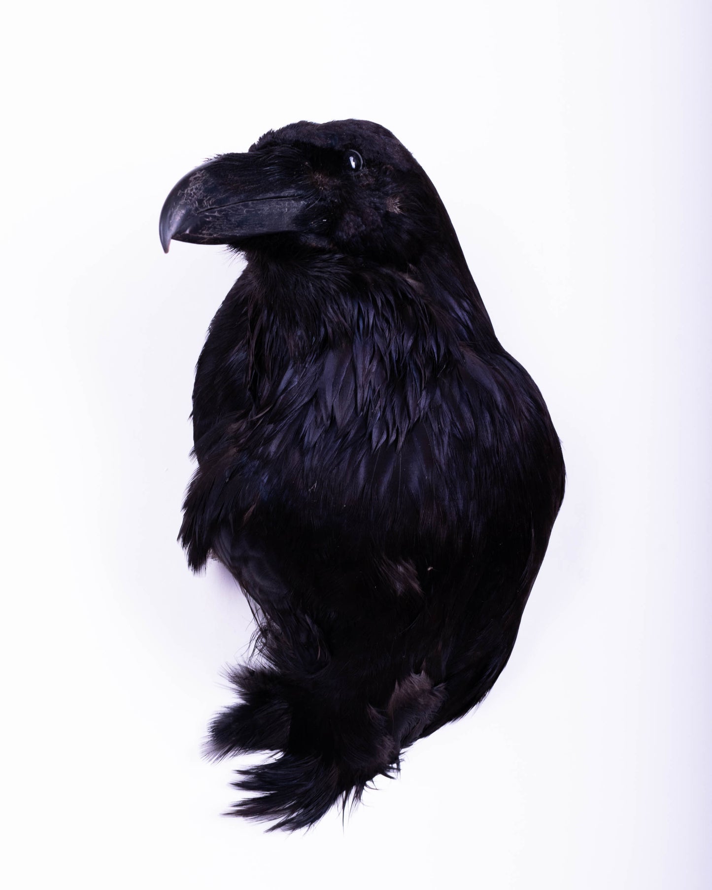 Raven Head Taxidermy Wall Mount For Sale
