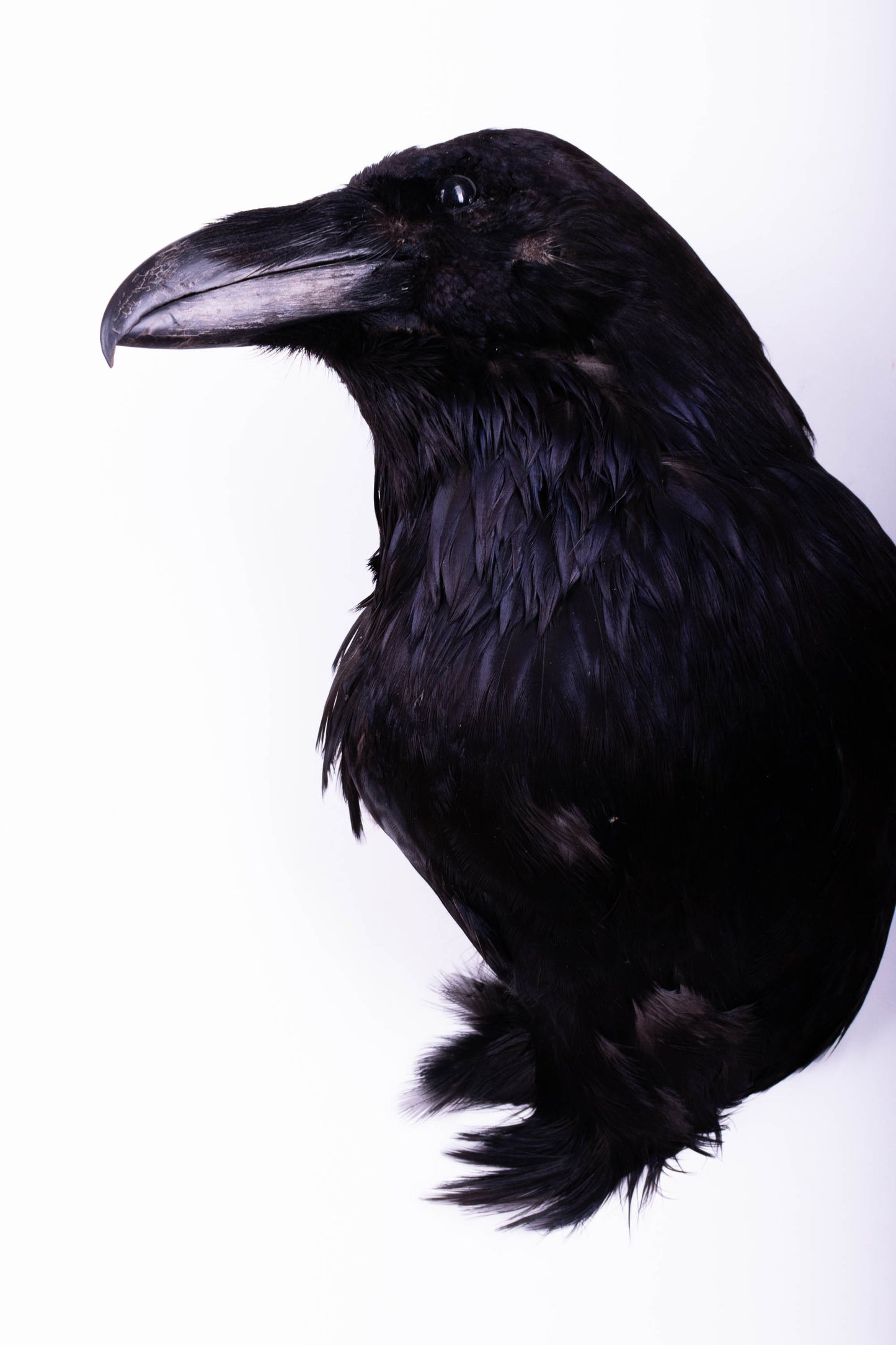 Raven Head Taxidermy Wall Mount For Sale
