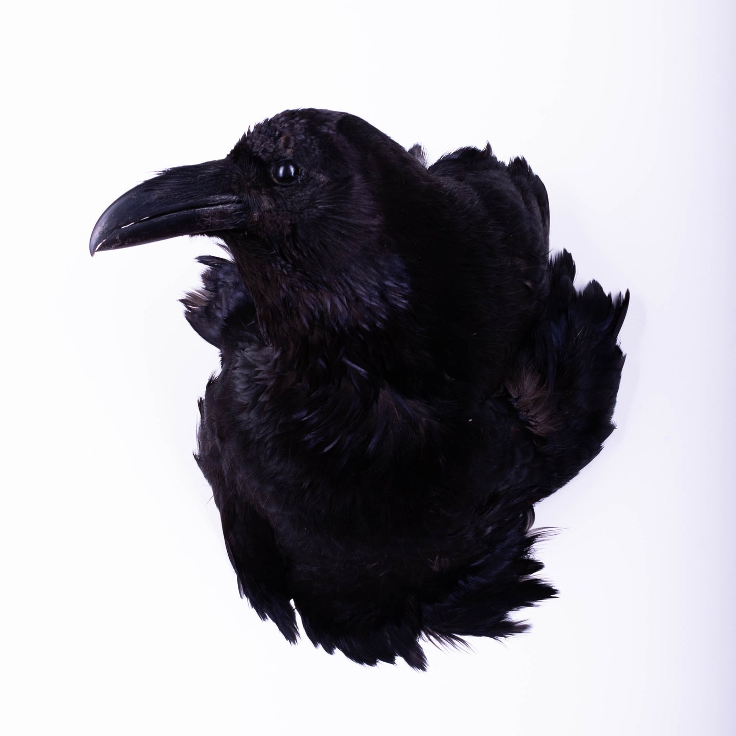 Raven Head Taxidermy Wall Mount For Sale