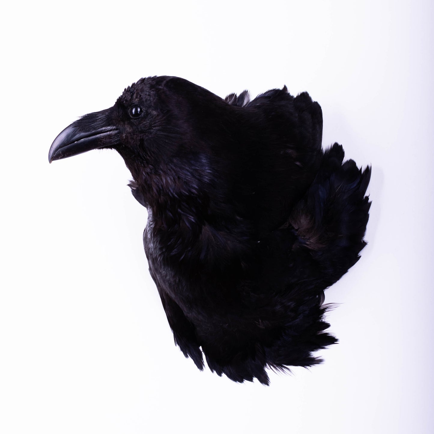 Raven Head Taxidermy Wall Mount For Sale
