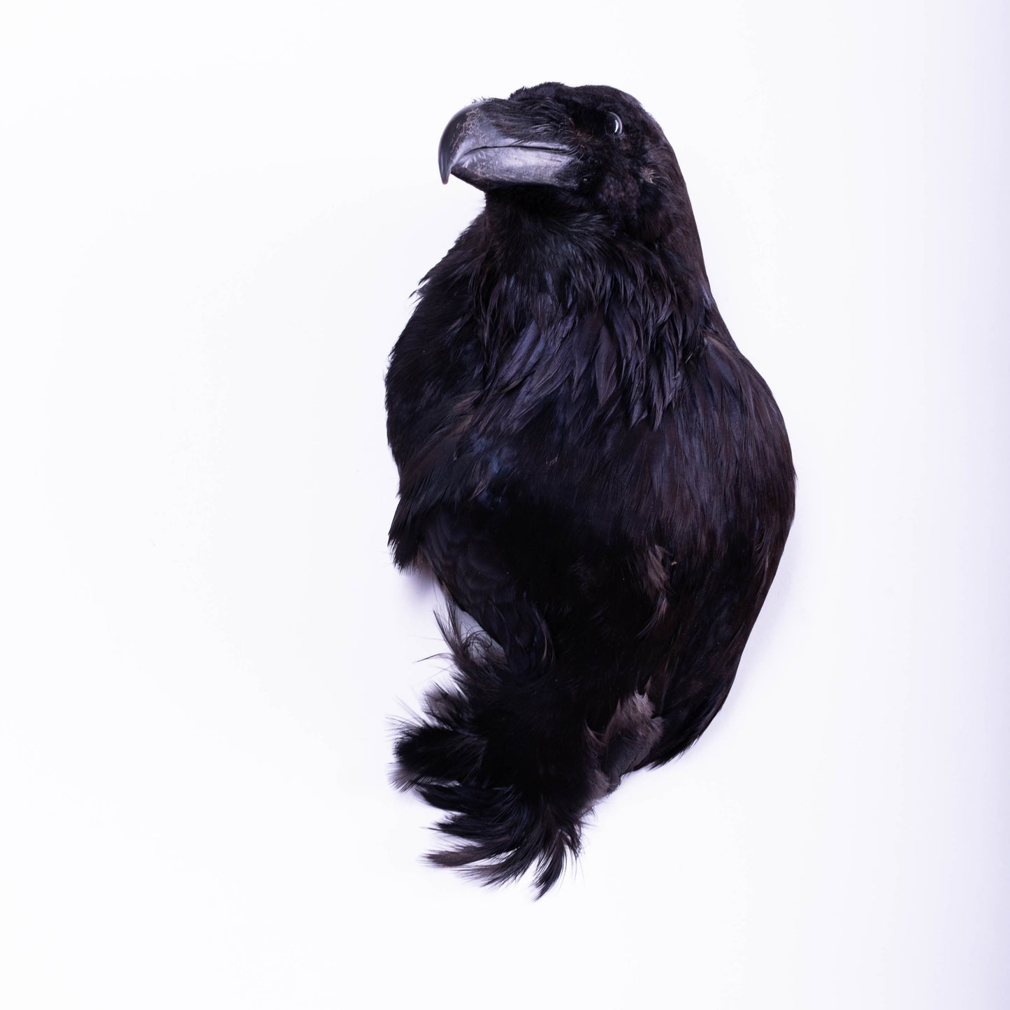 Raven Head Taxidermy Wall Mount For Sale