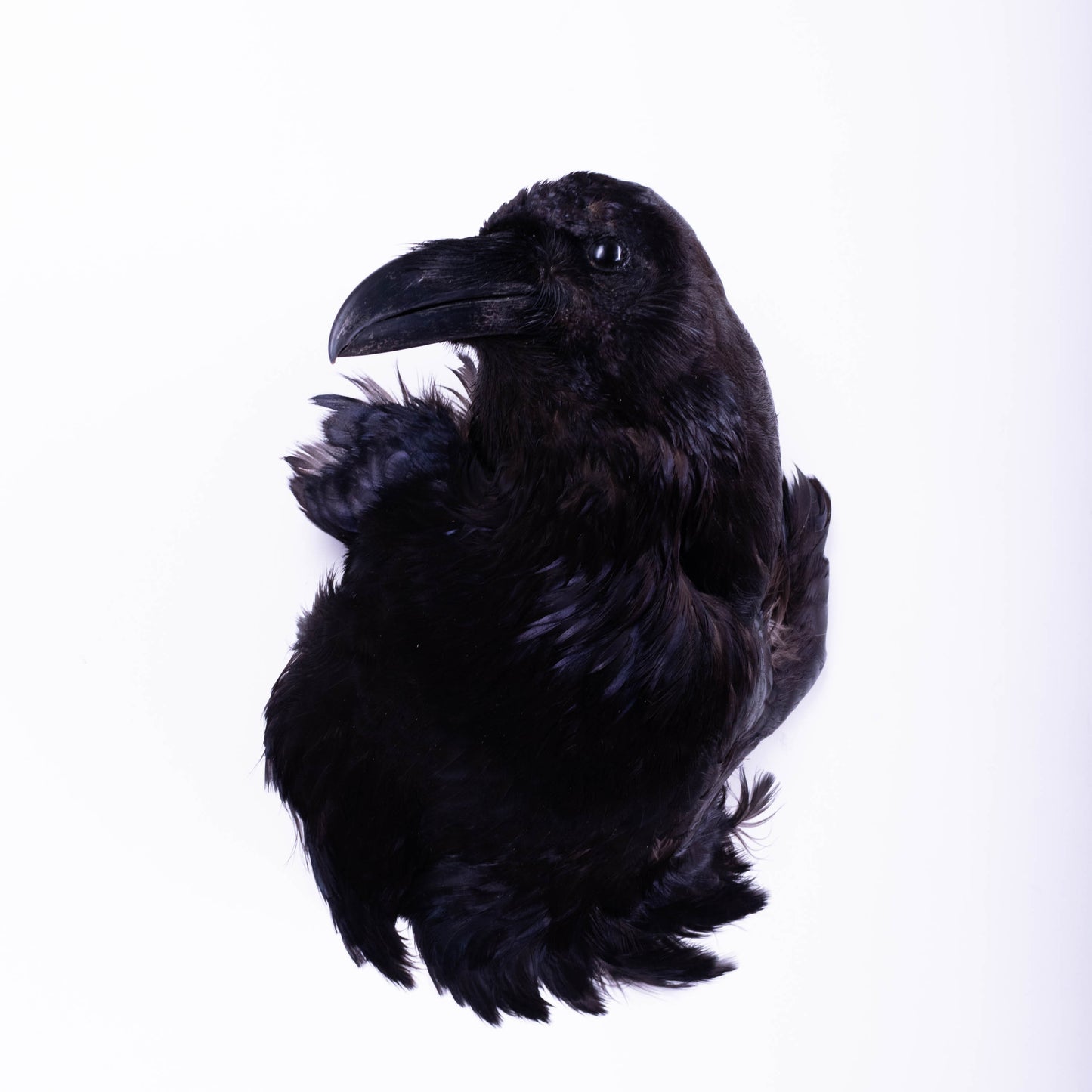 Raven Head Taxidermy Wall Mount For Sale
