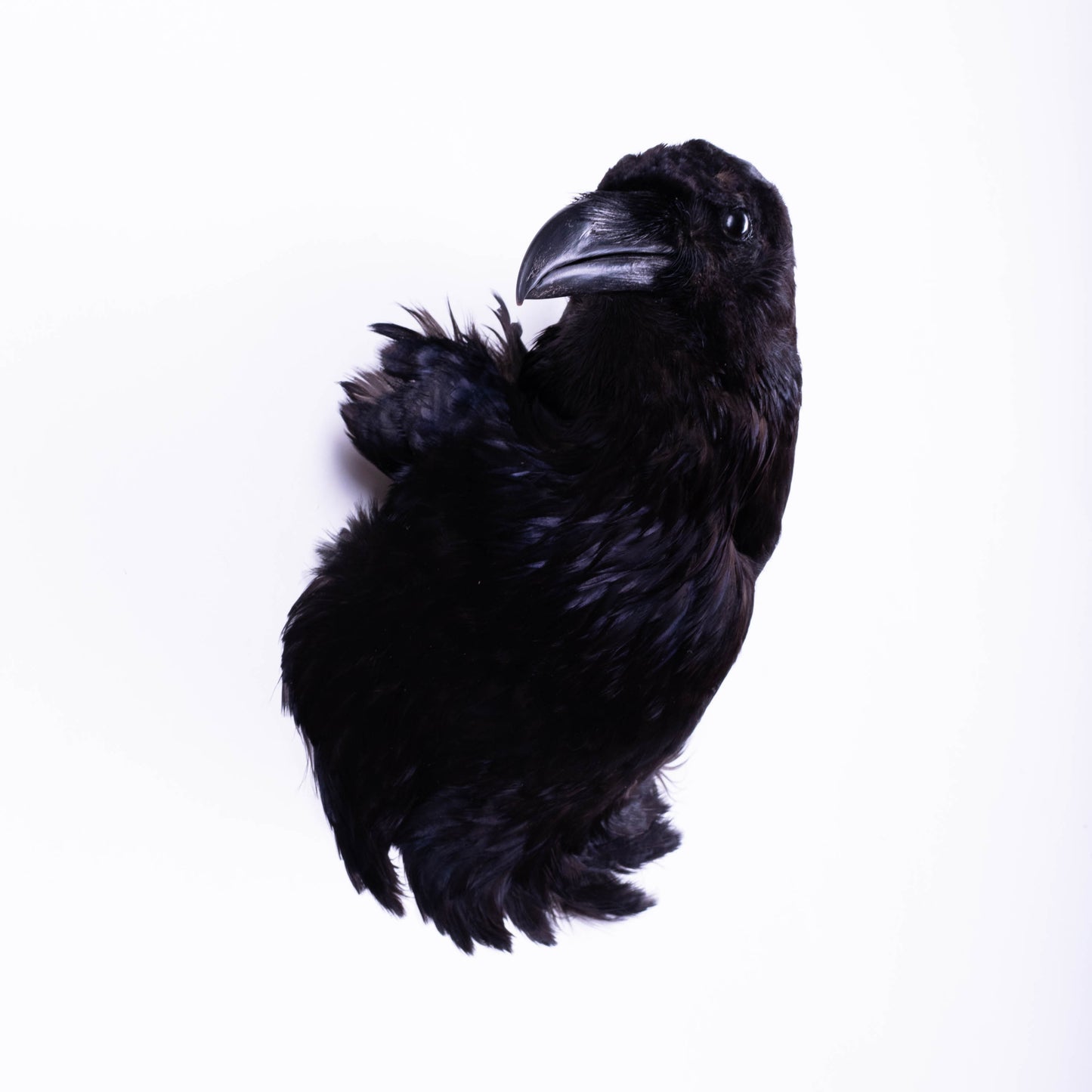 Raven Head Taxidermy Wall Mount For Sale