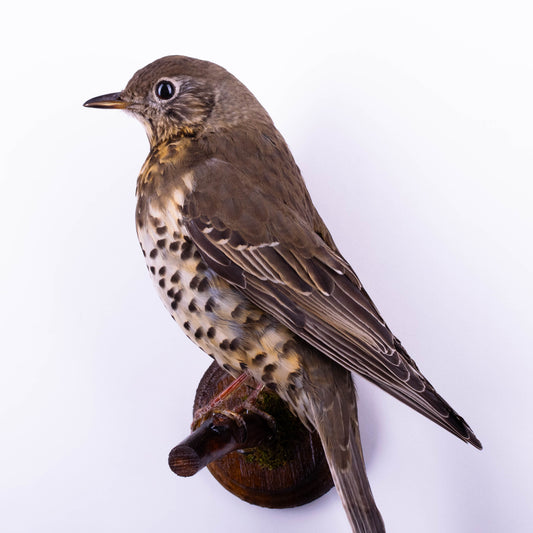 Mistle thrush Taxidermy Wall Mount For Sale